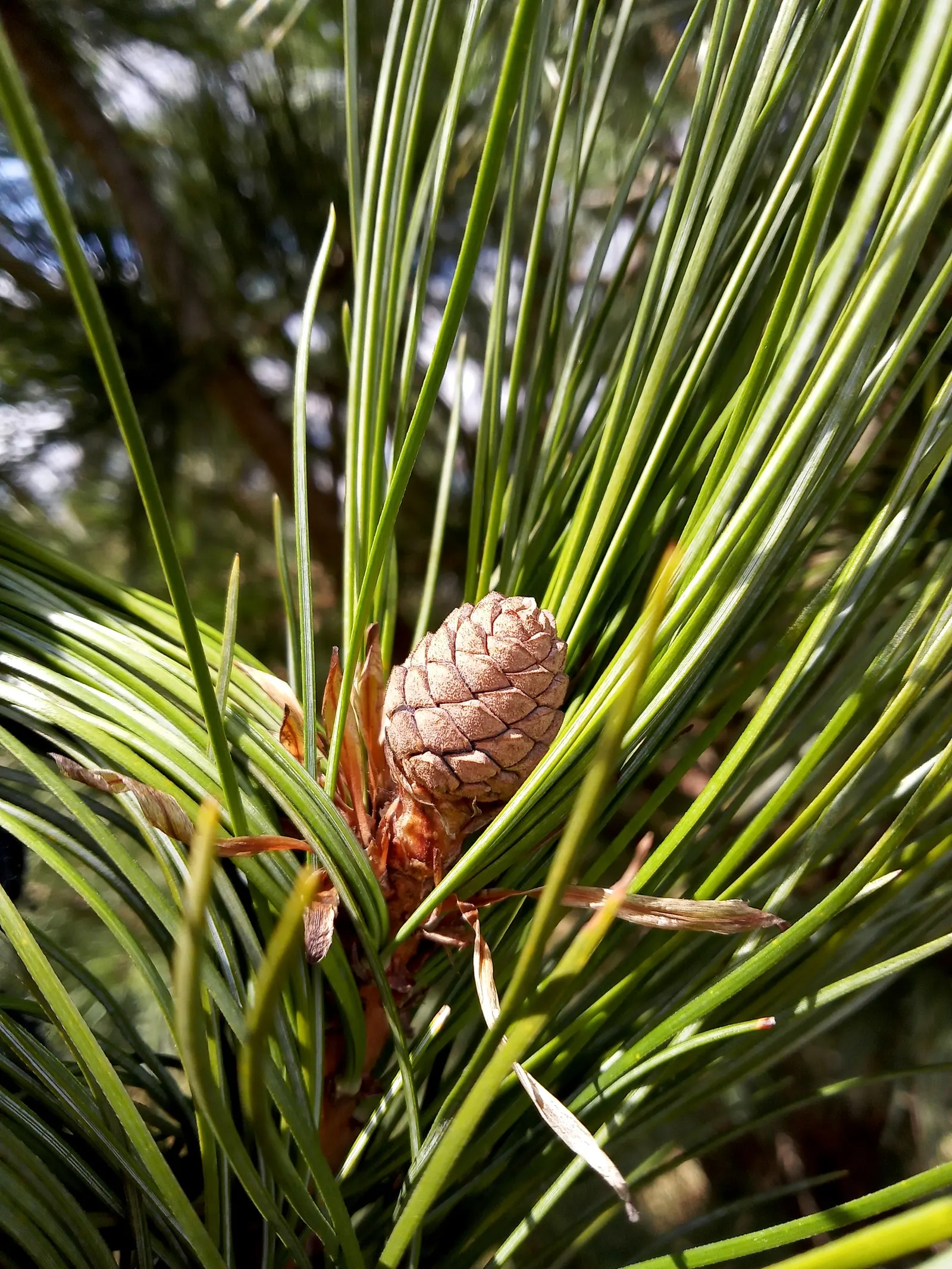 Swiss Stone Pine (Pinus Cembra 'Glauca') — Notable for its slow-growing nature, this pine is ideal for homeowners who appreciate a low-maintenance garden