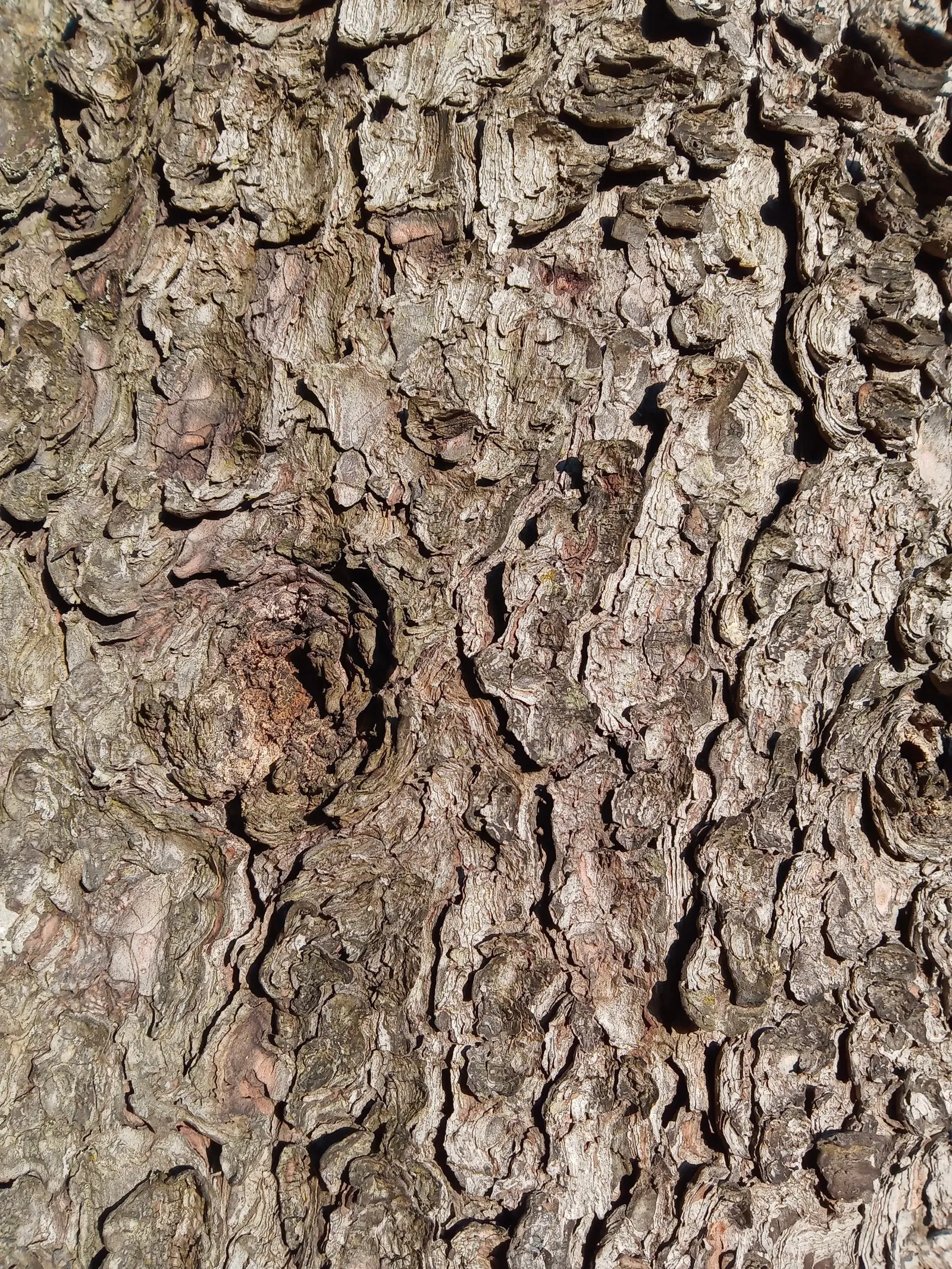 Swiss Stone Pine (Pinus Cembra 'Glauca') — this cultivar typically increases in stature by approximately 6 to 12 inches per annum