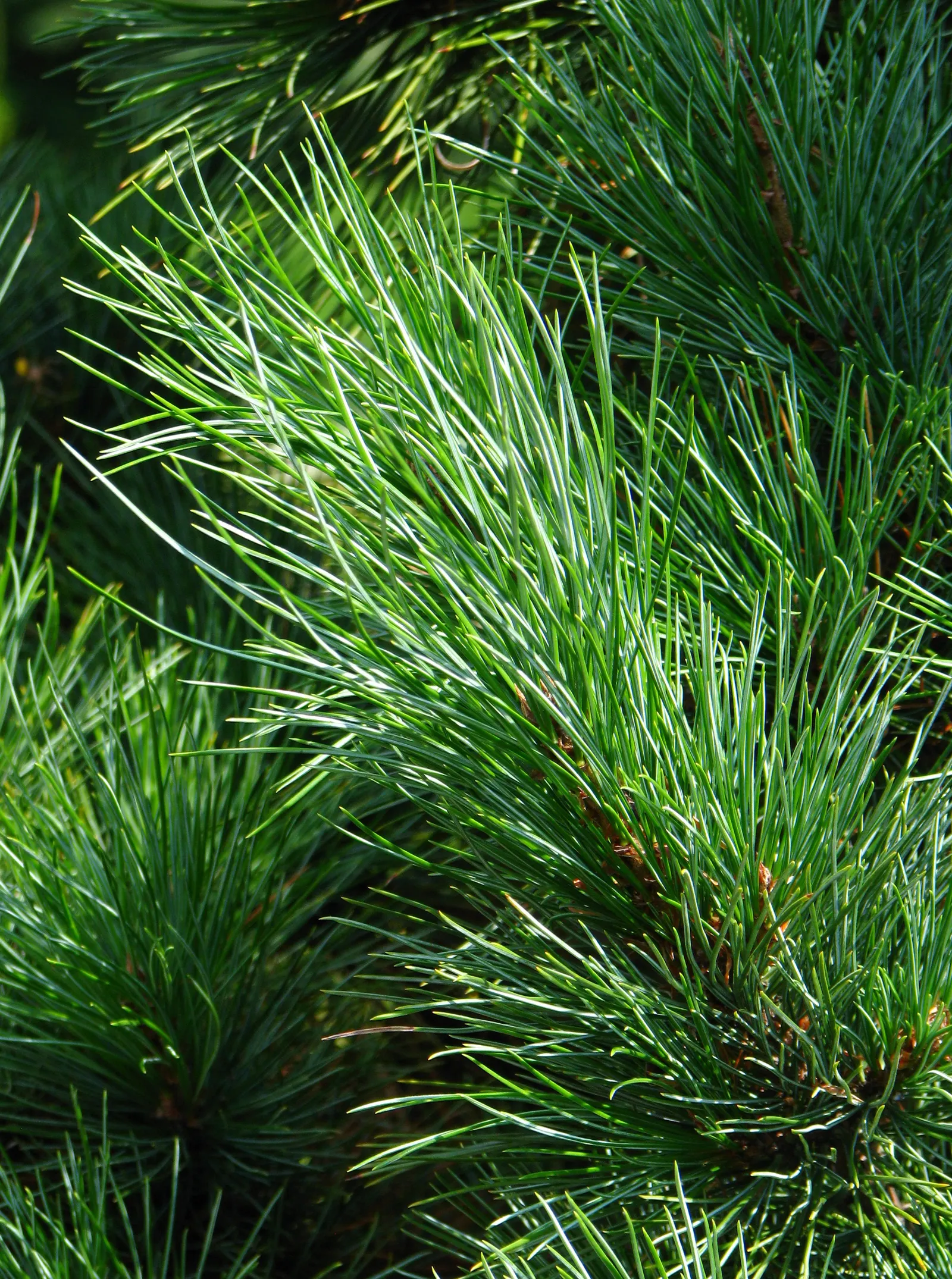 Swiss Stone Pine (Pinus Cembra 'Glauca') — and its symmetrical growth habit is visually soothing