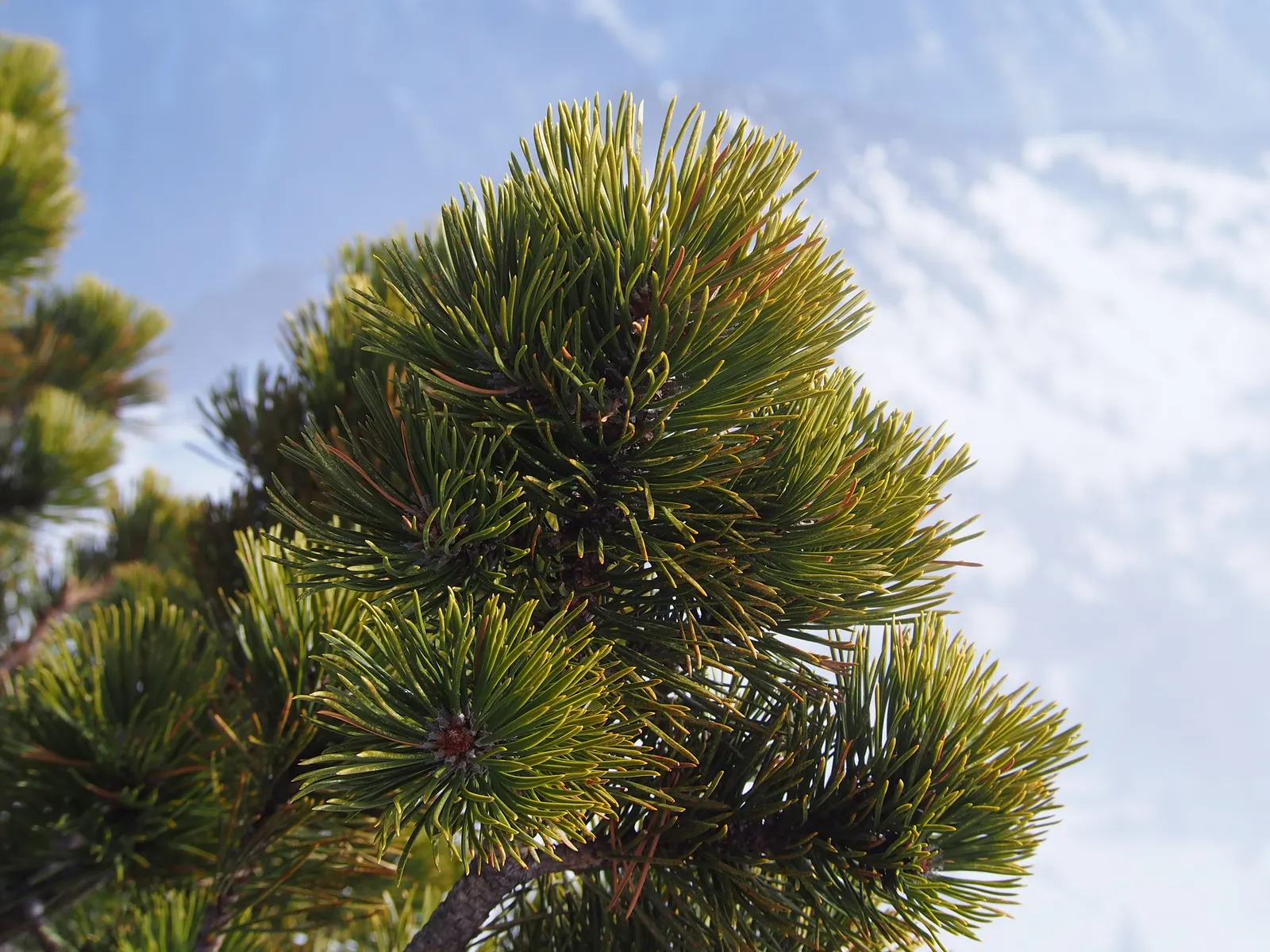 Swiss Stone Pine (Pinus Cembra 'Glauca') — It prefers well-drained soil