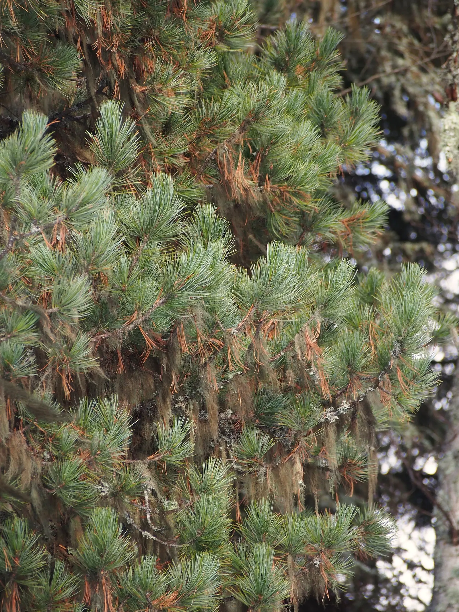 Swiss Stone Pine (Pinus Cembra 'Glauca') — requires well-drained soil; although it is adaptable to a wide range of soil types