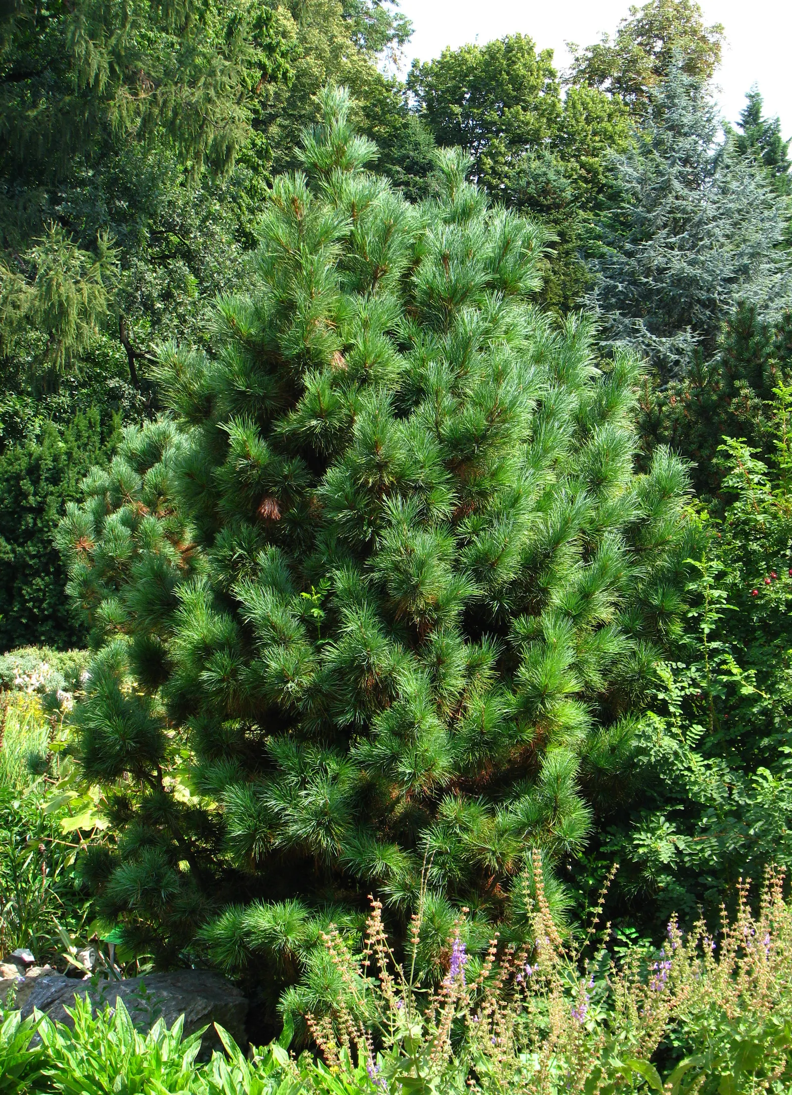 Swiss Stone Pine (Pinus Cembra 'Glauca') — This evergreen offers bluish-green needles that exude a pleasant aroma, making it a sensory delight; conifer / tree