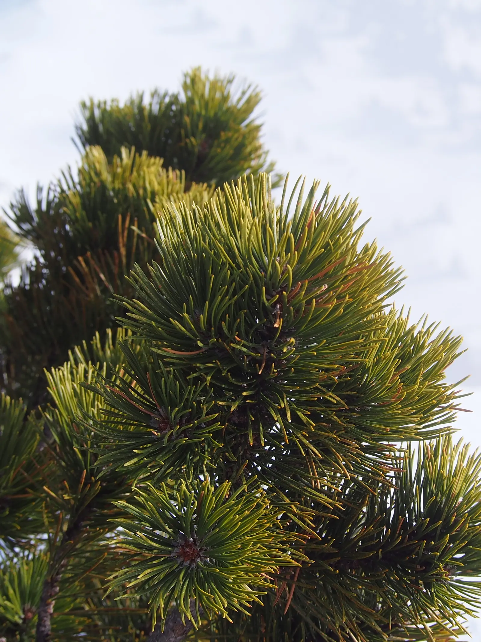 Swiss Stone Pine (Pinus Cembra 'Glauca') — although it is adaptable to a wide range of soil types