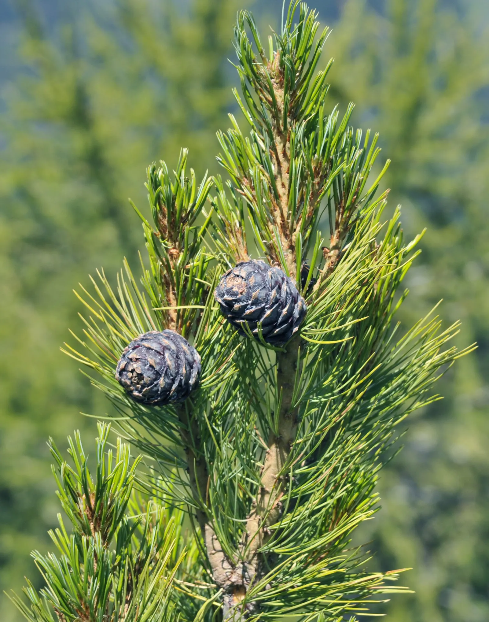 Swiss Stone Pine (Pinus Cembra 'Glauca') — reaching up to 30-40 feet in height with a 15-20-foot spread