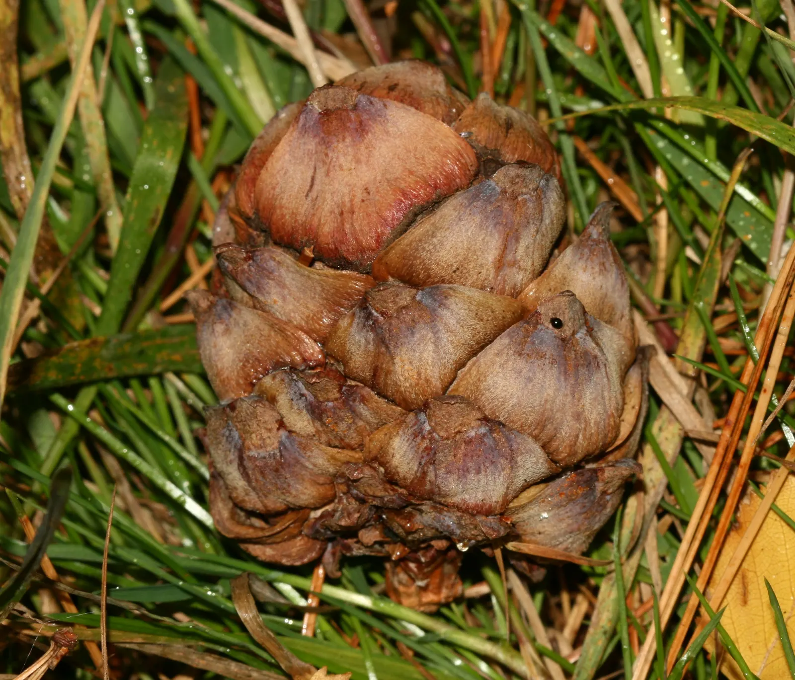 Swiss Stone Pine (Pinus Cembra 'Glauca') — year-round interest to landscapes