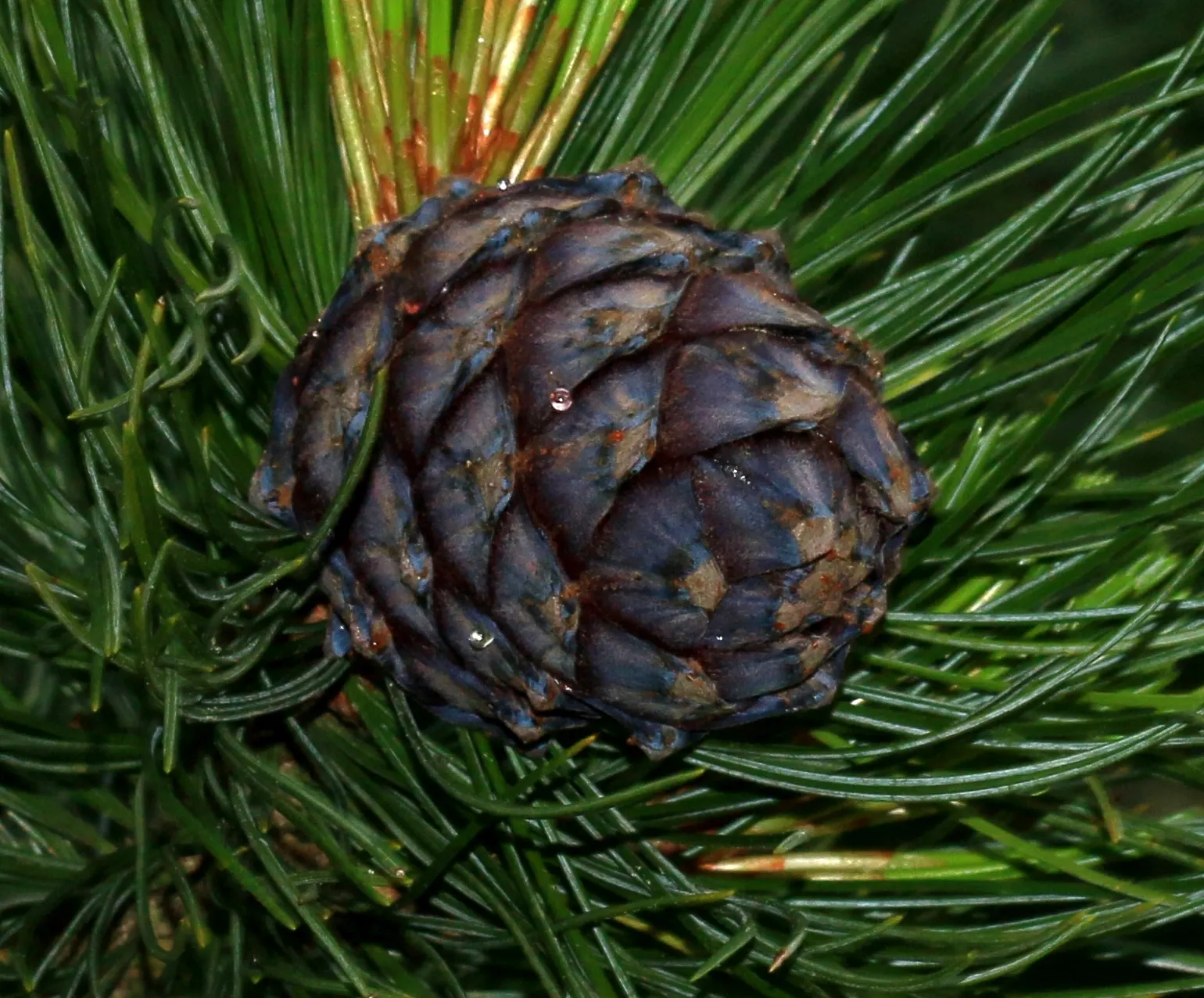 Swiss Stone Pine (Pinus Cembra 'Glauca') — making it an excellent addition to any refined landscape design