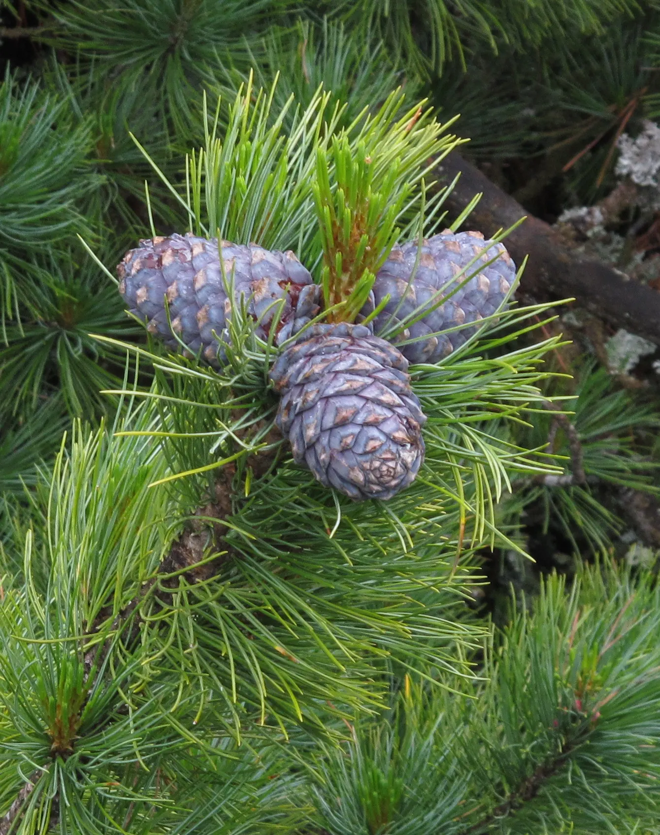 Swiss Stone Pine (Pinus Cembra 'Glauca') — The Swiss Stone Pine also provides valuable ecological benefits, offering shelter and food for wildlife