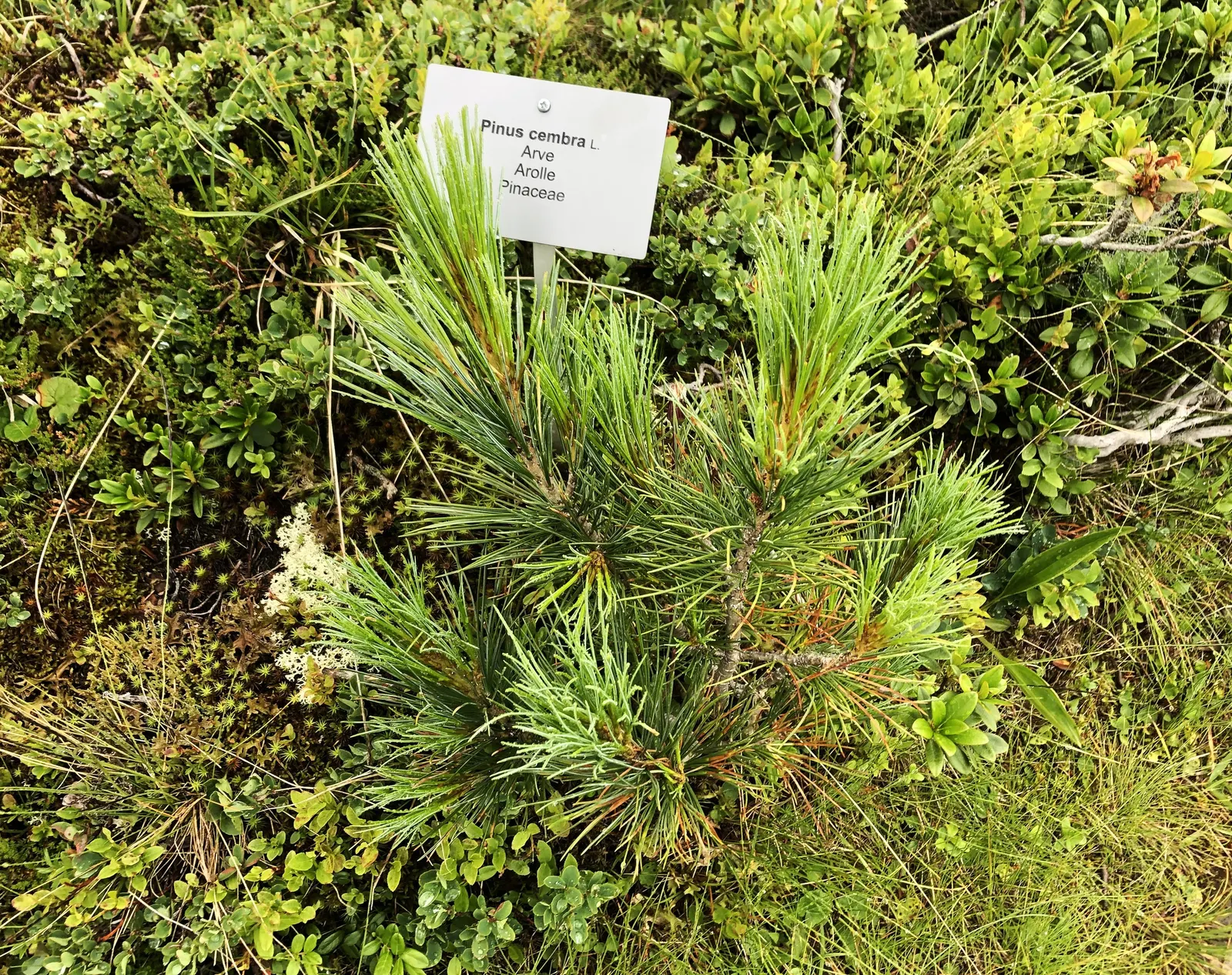 Swiss Stone Pine (Pinus Cembra 'Glauca') — is prized for its compact growth and conical form