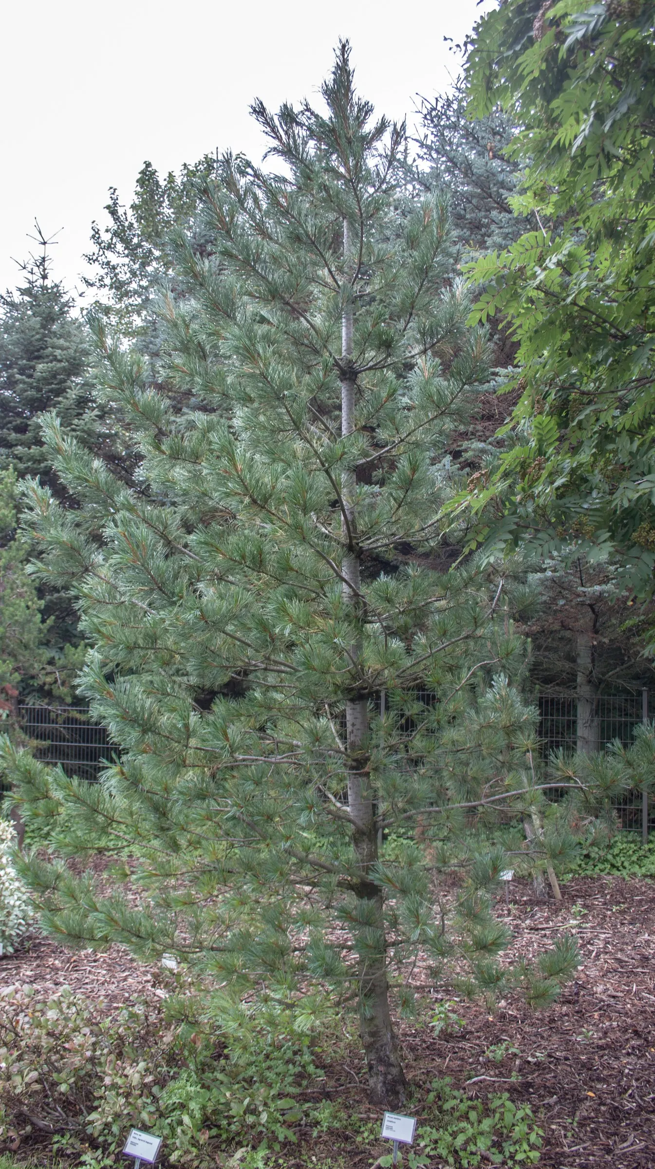 Swiss Stone Pine (Pinus Cembra 'Glauca') — is a distinguished conifer renowned for its graceful and durable characteristics