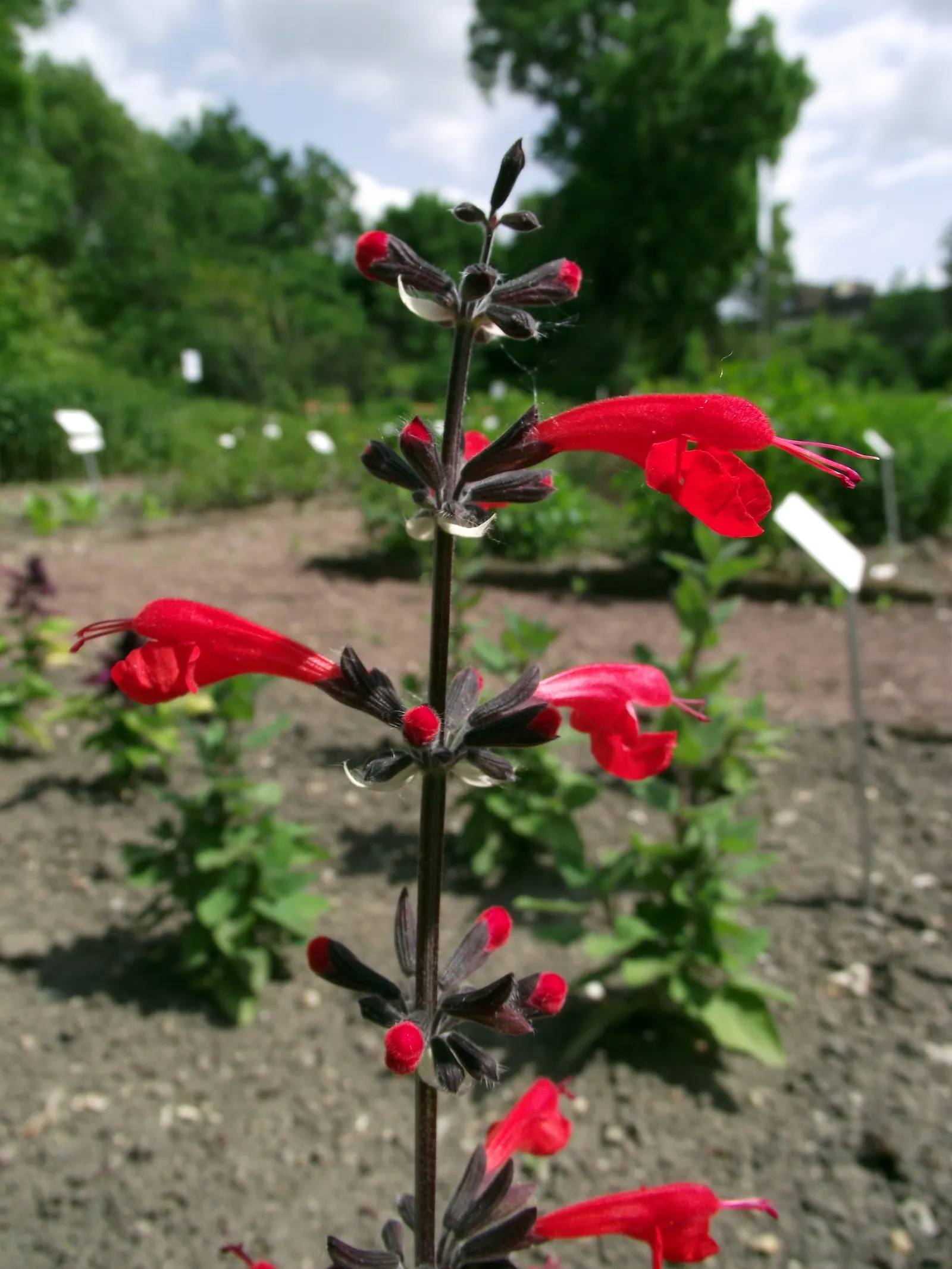 Mexican Sage (Salvia Leucantha) — and as attractants for pollinators such as bees; with its origin in Mexico and Central America, image 83