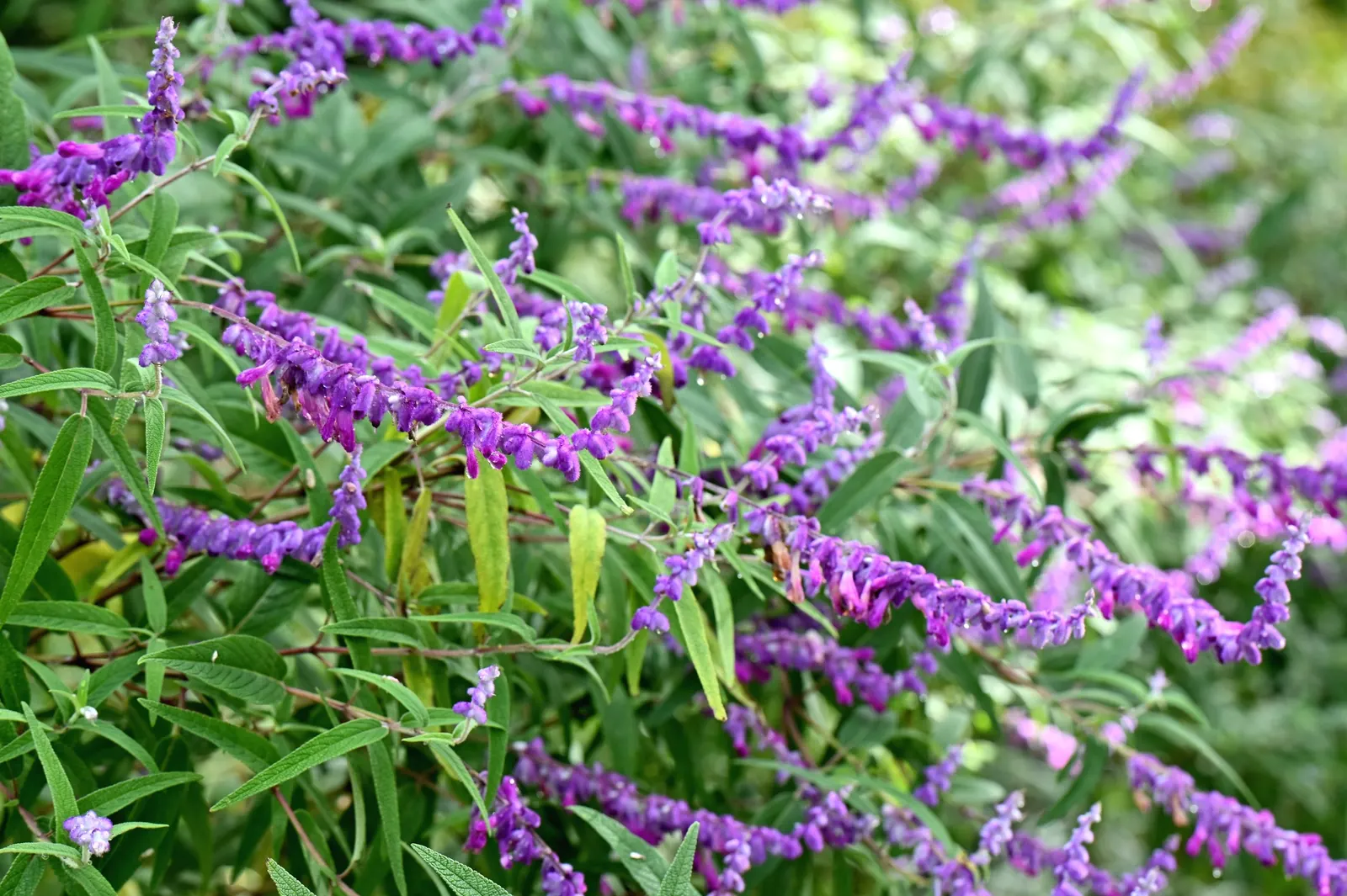 Mexican Sage (Salvia Leucantha) — this hardy plant has become a favorite in a variety of climates; it features velvety, purple inflorescences atop, image 95