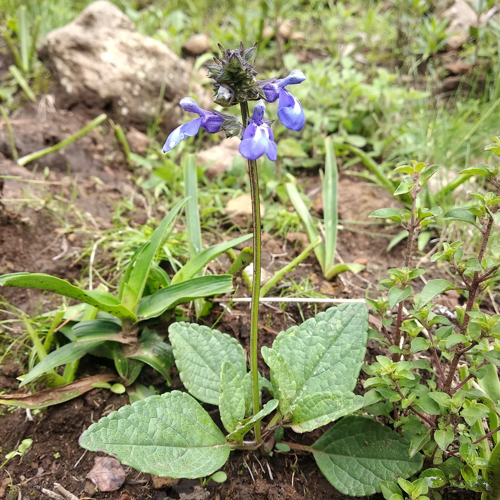Mexican Sage (Salvia Leucantha) — and as attractants for pollinators such as bees; with its origin in Mexico and Central America, image 105