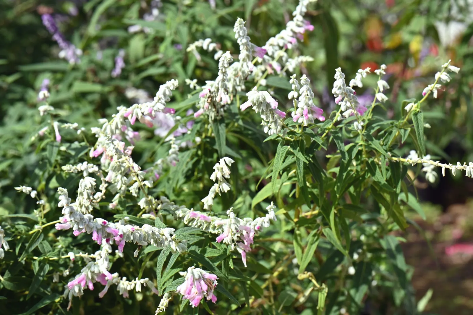 Mexican Sage (Salvia Leucantha) — With its origin in Mexico and Central America; and as attractants for pollinators such as bees, image 94