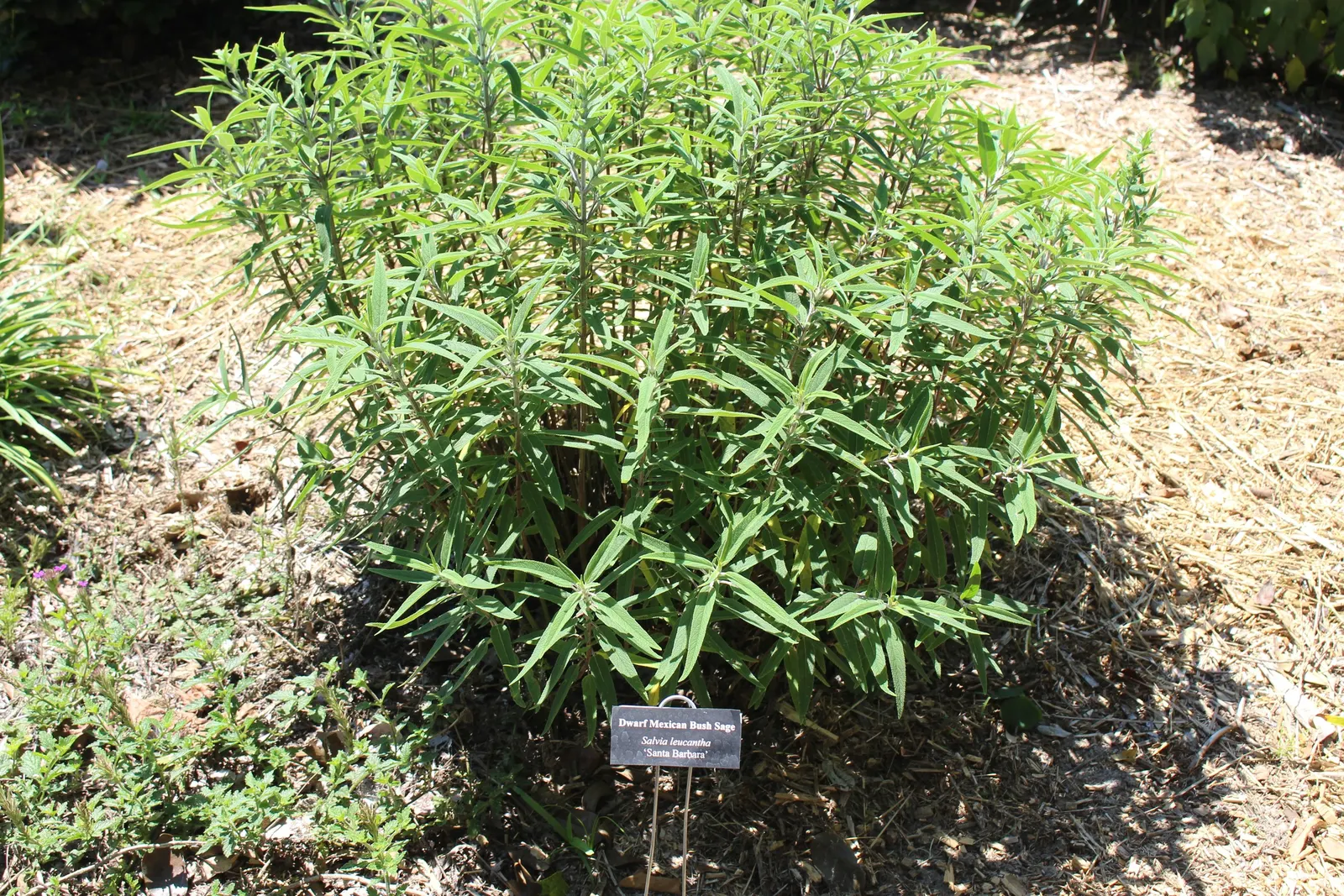 Mexican Sage (Salvia Leucantha) — with a rich green color on the upper surface and a white to pale green underside; this hardy plant has become a, image 80