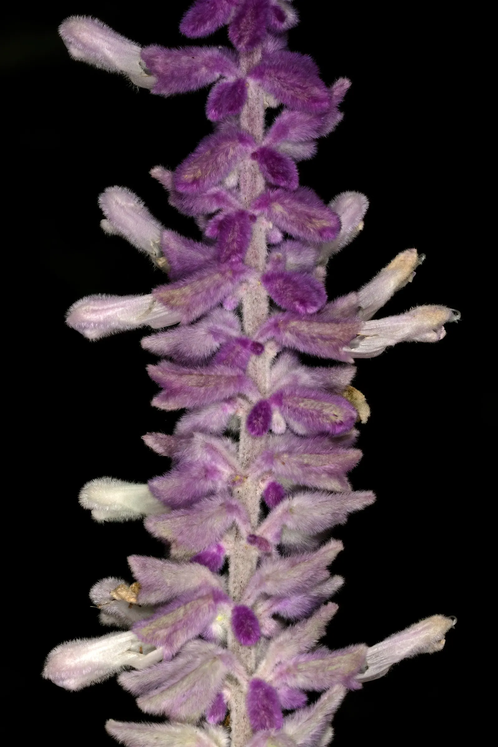 Mexican Sage (Salvia Leucantha) — thriving in USDA zones 8 to 10; it typically achieves an impressive size, image 74