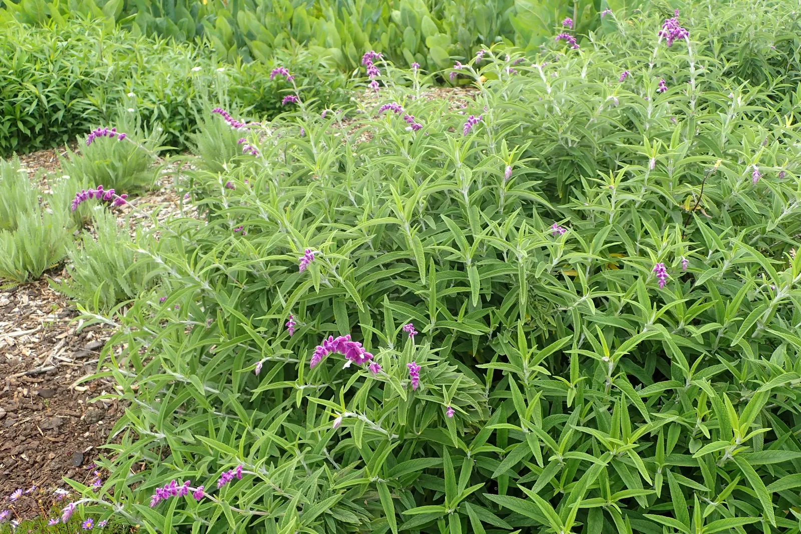 Mexican Sage (Salvia Leucantha) — the flowering period of the Mexican Sage extends from late summer well into fall; the Mexican Sage (Salivia leucantha) is a