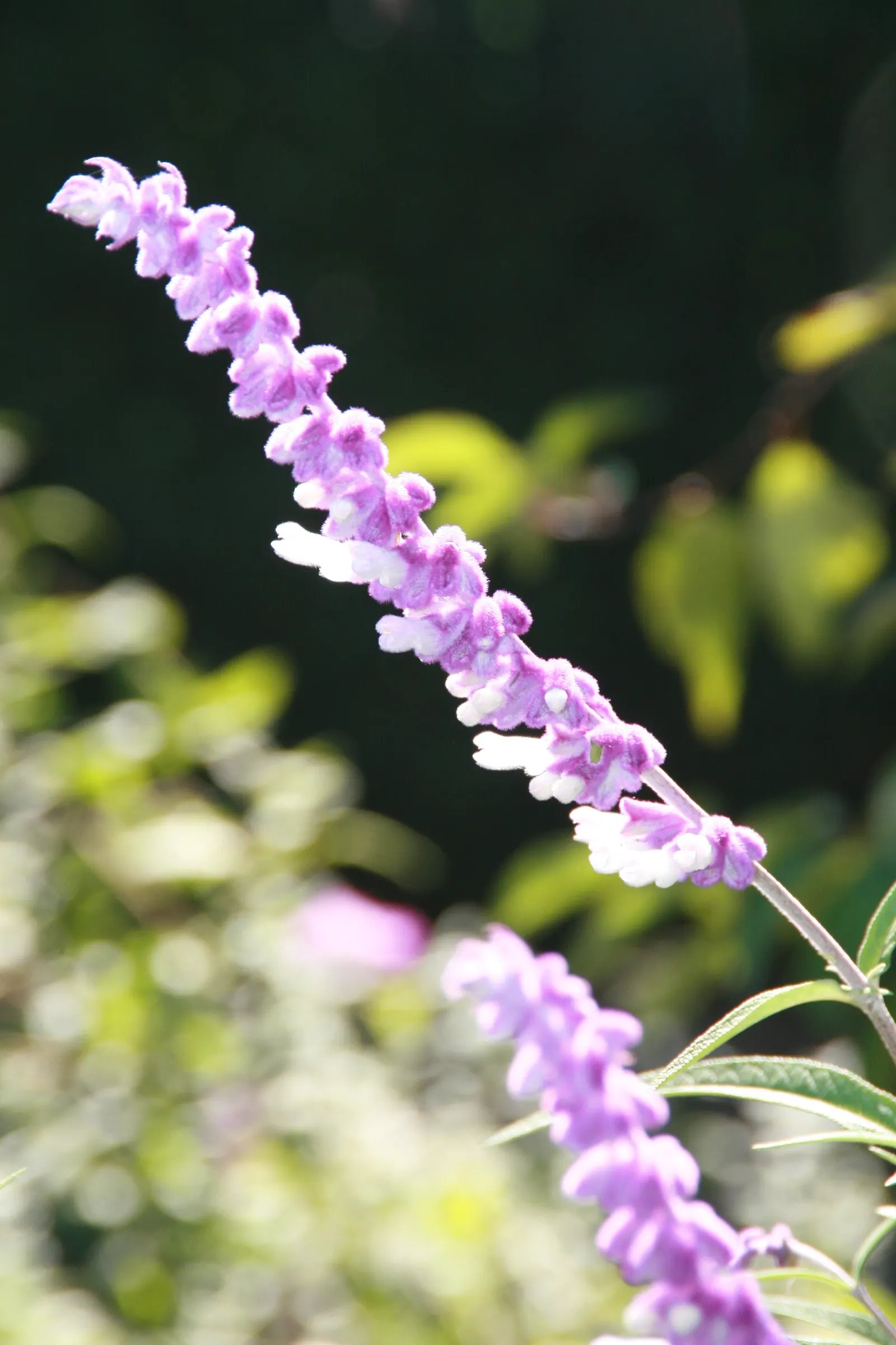 Mexican Sage (Salvia Leucantha) — and as attractants for pollinators such as bees; with its origin in Mexico and Central America, image 61