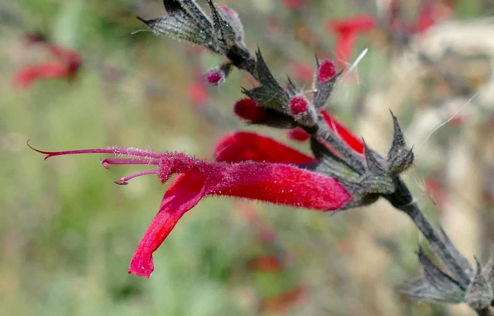Mexican Sage (Salvia Leucantha) — Pruning back old flowers can encourage reblooming and maintain plant vigor; featuring linear leaves that grow up, image 106