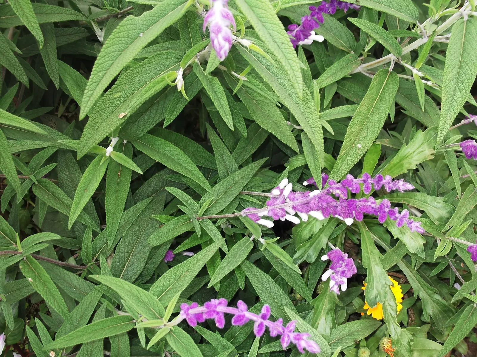 Mexican Sage (Salvia Leucantha) — the flowering period of the Mexican Sage extends from late summer well into fall; the Mexican Sage (Salivia, image 76