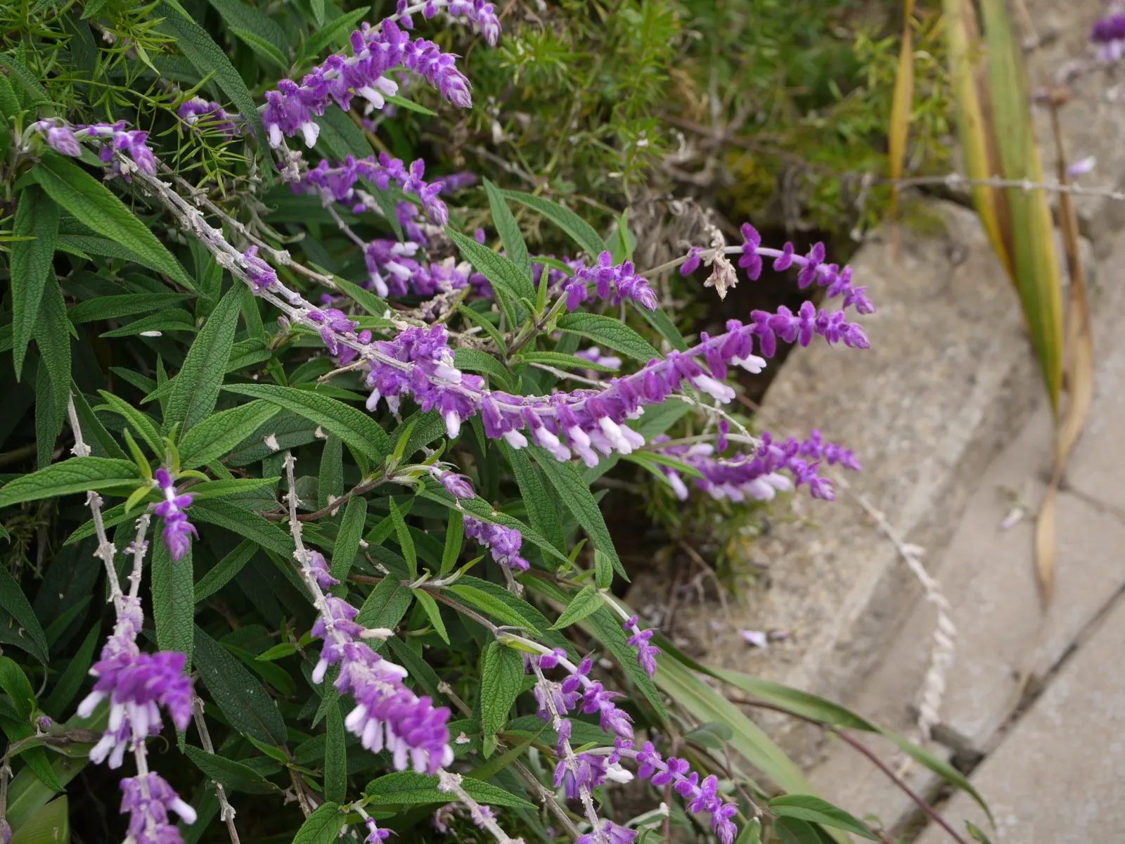 Mexican Sage (Salvia Leucantha) — The Mexican Sage, or Salvia leucantha, is a robust perennial known for its vibrant and distinctive display; the, image 49