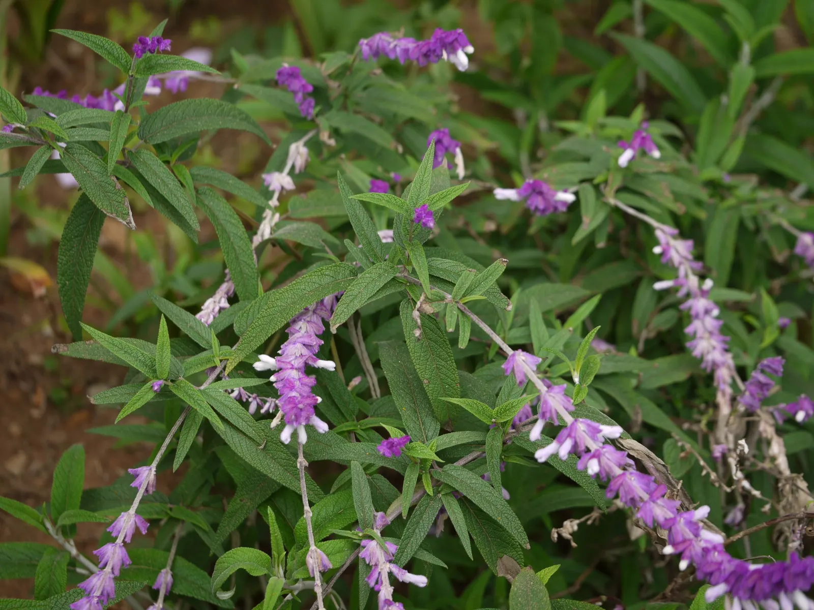 Mexican Sage (Salvia Leucantha) — Its long-blooming nature and showy flowers are ideal for borders; shrub with purple blooms, image 60