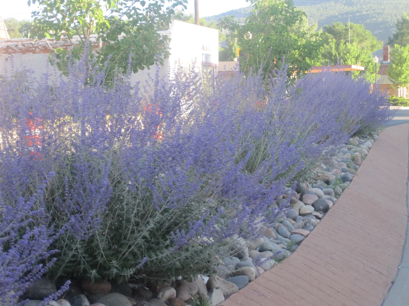 Mexican Sage (Salvia Leucantha) — It typically achieves an impressive size; its long-blooming nature and showy flowers are ideal for borders, image 97