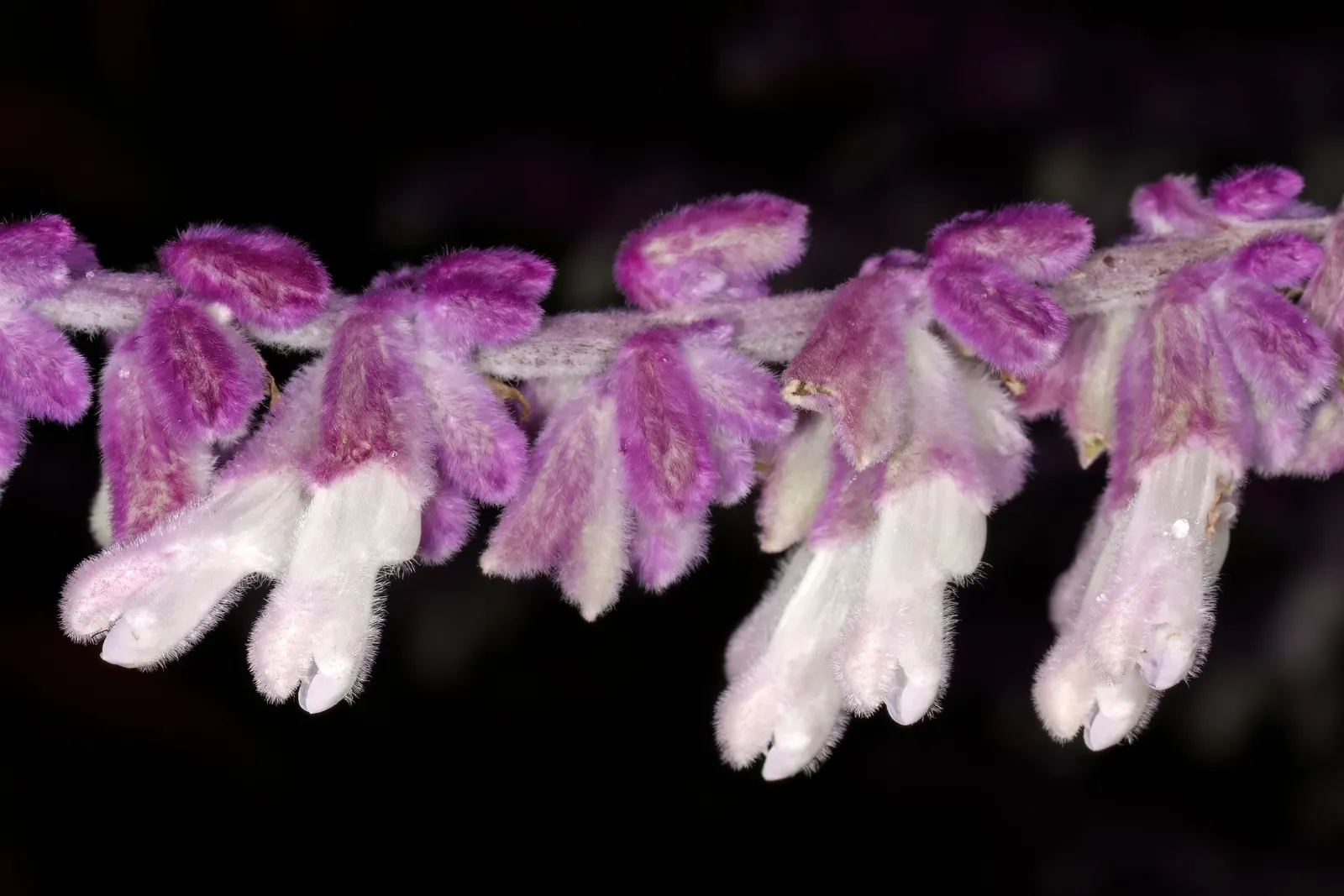 Mexican Sage (Salvia Leucantha) — this hardy plant has become a favorite in a variety of climates; it features velvety, purple inflorescences atop, image 51