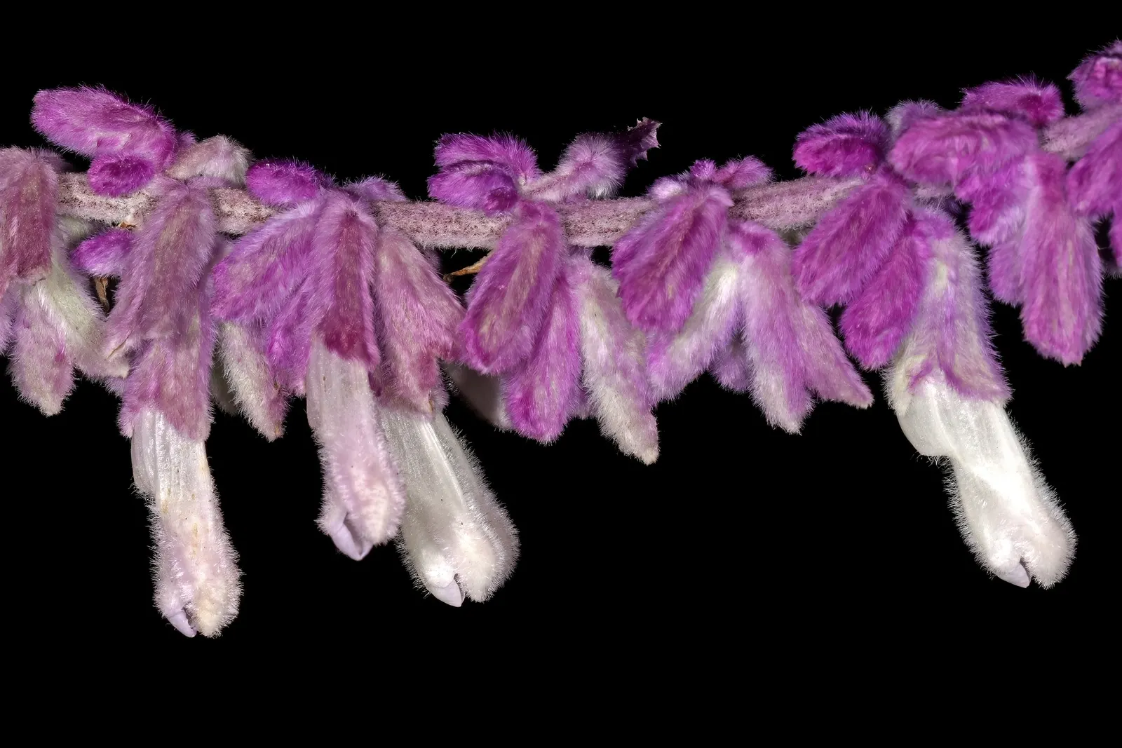 Mexican Sage (Salvia Leucantha) — providing a prolonged season of visual interest; thriving in USDA zones 8 to 10, image 55