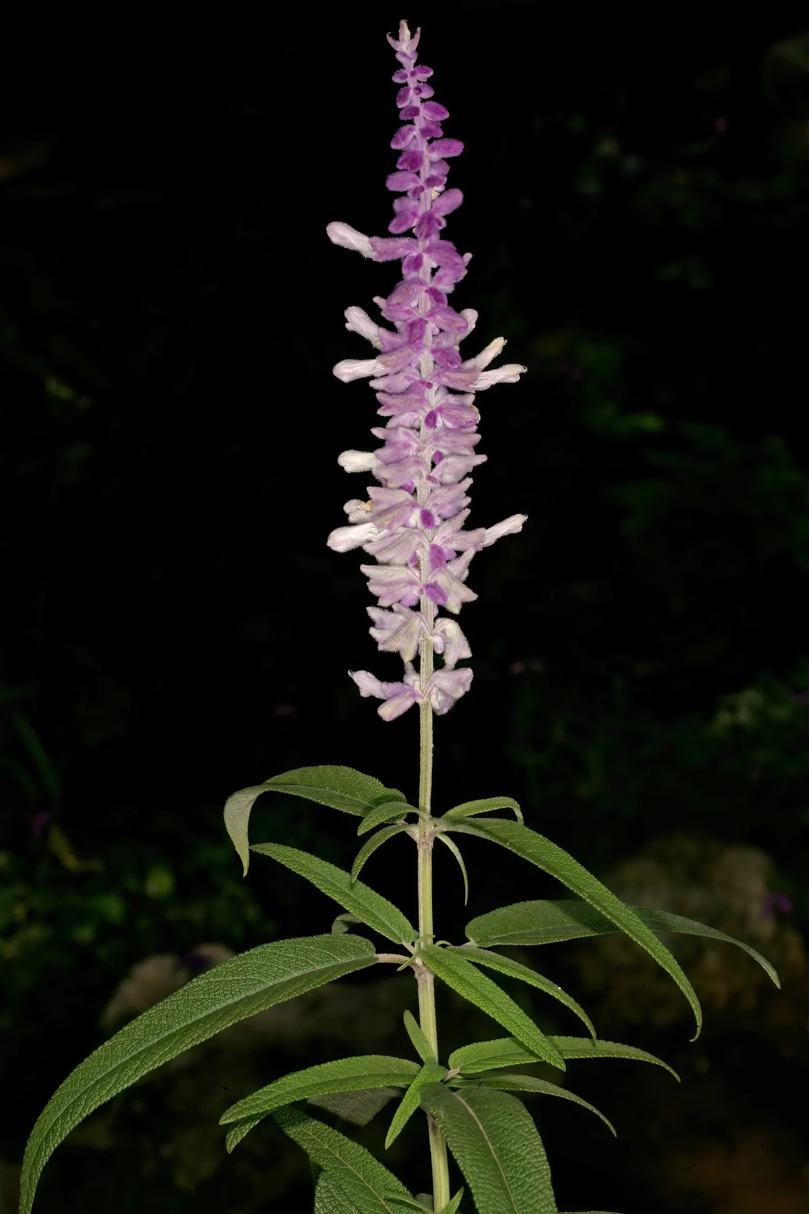 Mexican Sage (Salvia Leucantha) — thriving in USDA zones 8 to 10; it typically achieves an impressive size