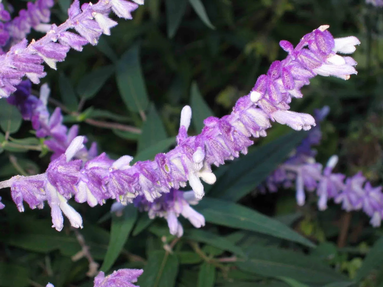 Mexican Sage (Salvia Leucantha) — with a rich green color on the upper surface and a white to pale green underside; this hardy plant has become a favorite in a