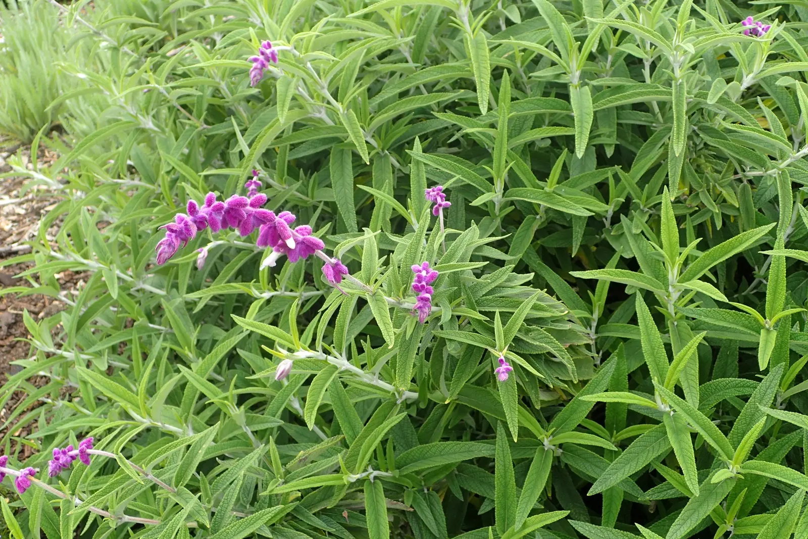 Mexican Sage (Salvia Leucantha) — Ideal for borders and hummingbird gardens, it requires well-draining soil and minimal care once established; this, image 48