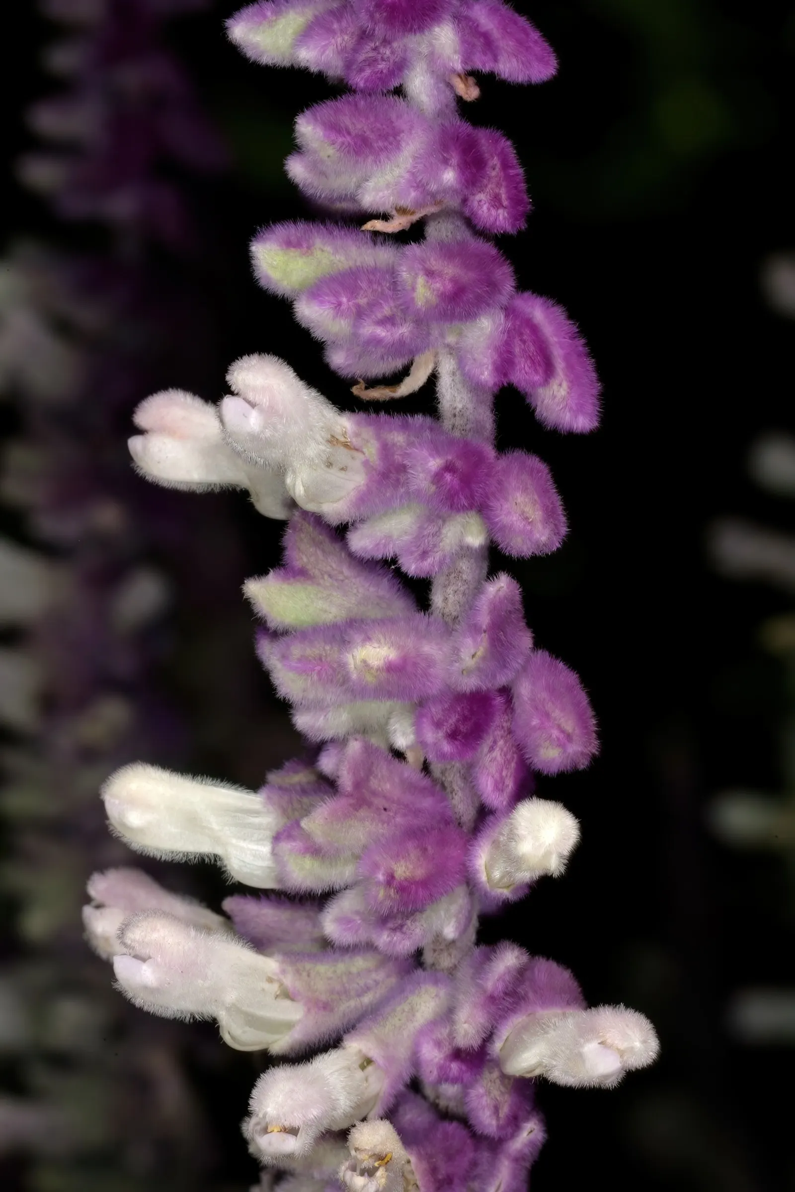Mexican Sage (Salvia Leucantha) — this hardy plant has become a favorite in a variety of climates; it features velvety, purple inflorescences atop, image 73