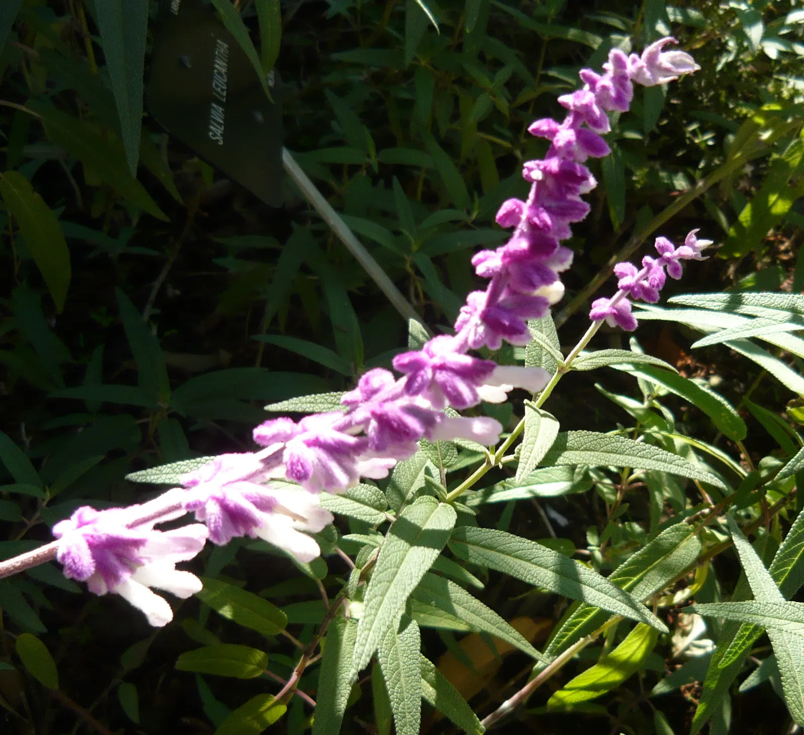 Mexican Sage (Salvia Leucantha) — Be sure to give this plant space to spread and show off its full beauty; purple flowers in the garden, image 63