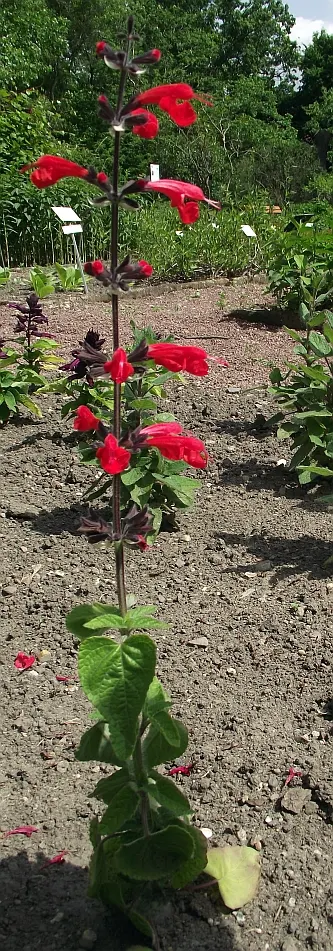 Mexican Sage (Salvia Leucantha) — This drought-tolerant plant attracts pollinators with its late summer to fall blooms; pruning back old flowers, image 91