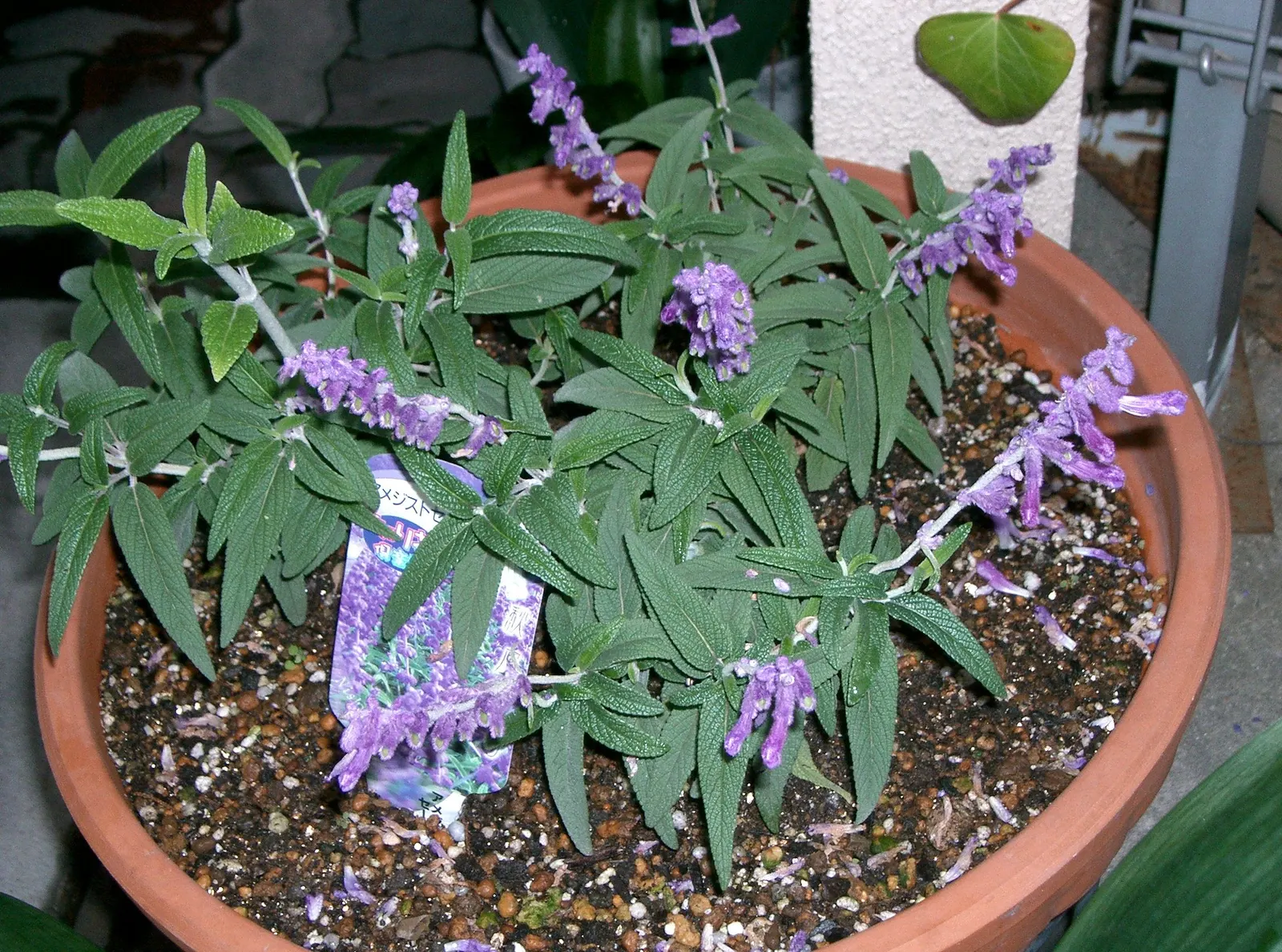 Mexican Sage (Salvia Leucantha) — Pruning back old flowers can encourage reblooming and maintain plant vigor; featuring linear leaves that grow up to 4 inches