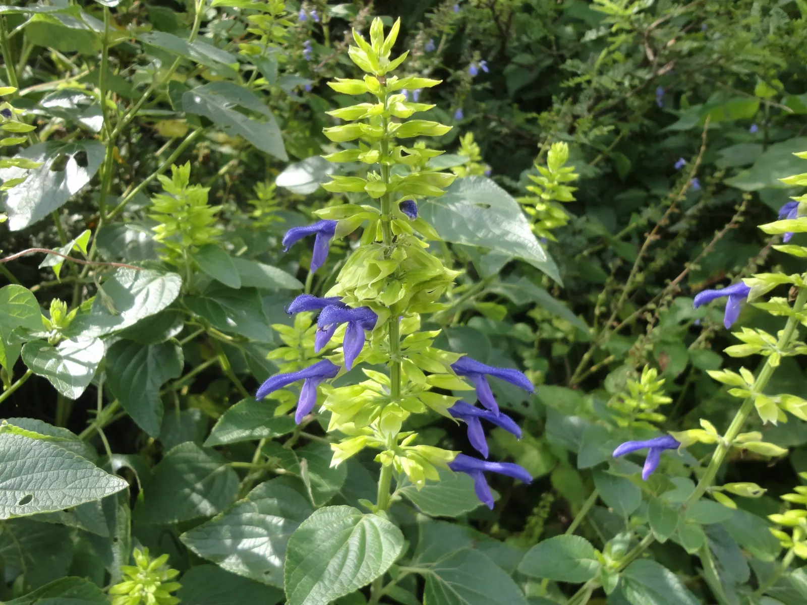 Mexican Sage (Salvia Leucantha) — shrub for full or half