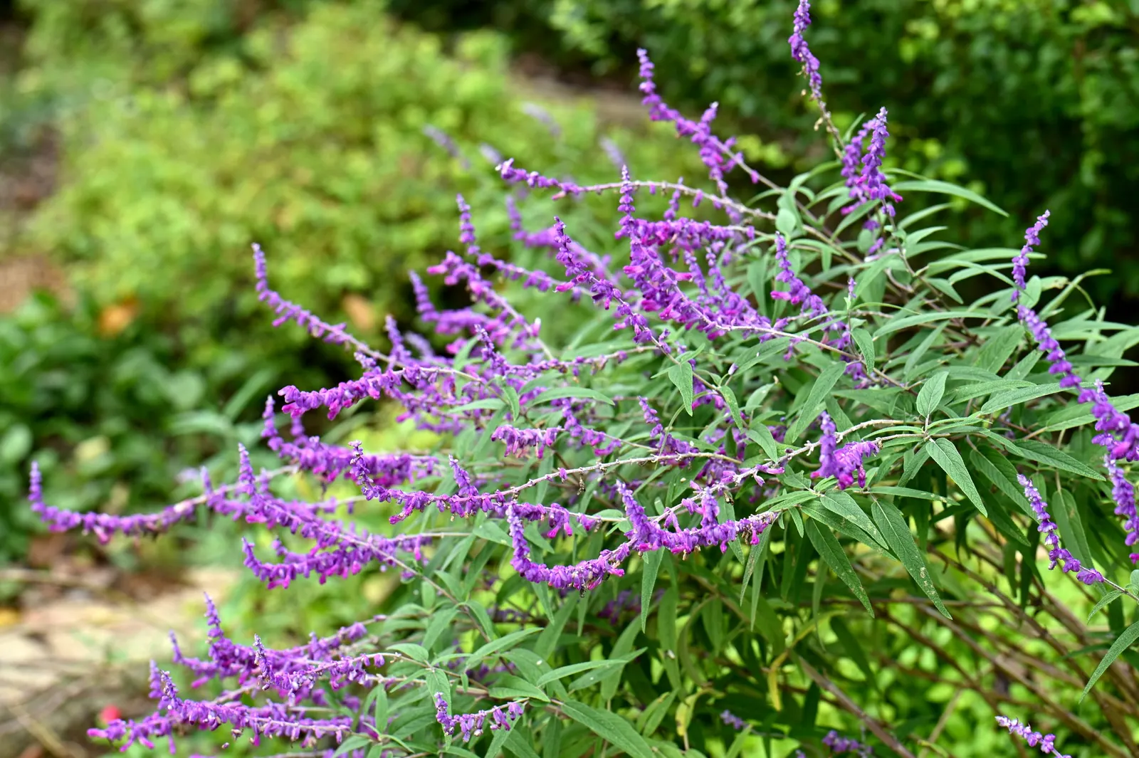 Mexican Sage (Salvia Leucantha) — The Mexican Sage, or Salvia leucantha, is a robust perennial known for its vibrant and distinctive display; the, image 93