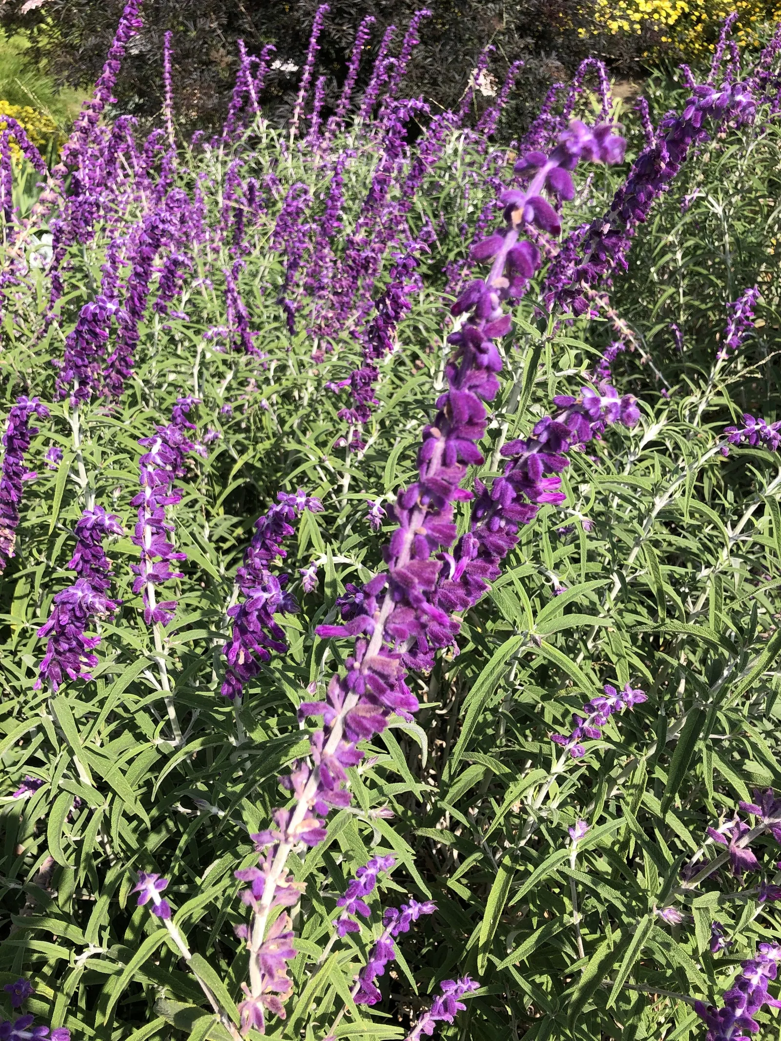 Mexican Sage (Salvia Leucantha) — purple flowers in the garden; the Mexican Sage, or Salvia leucantha, is a robust perennial known for its vibrant, image 86