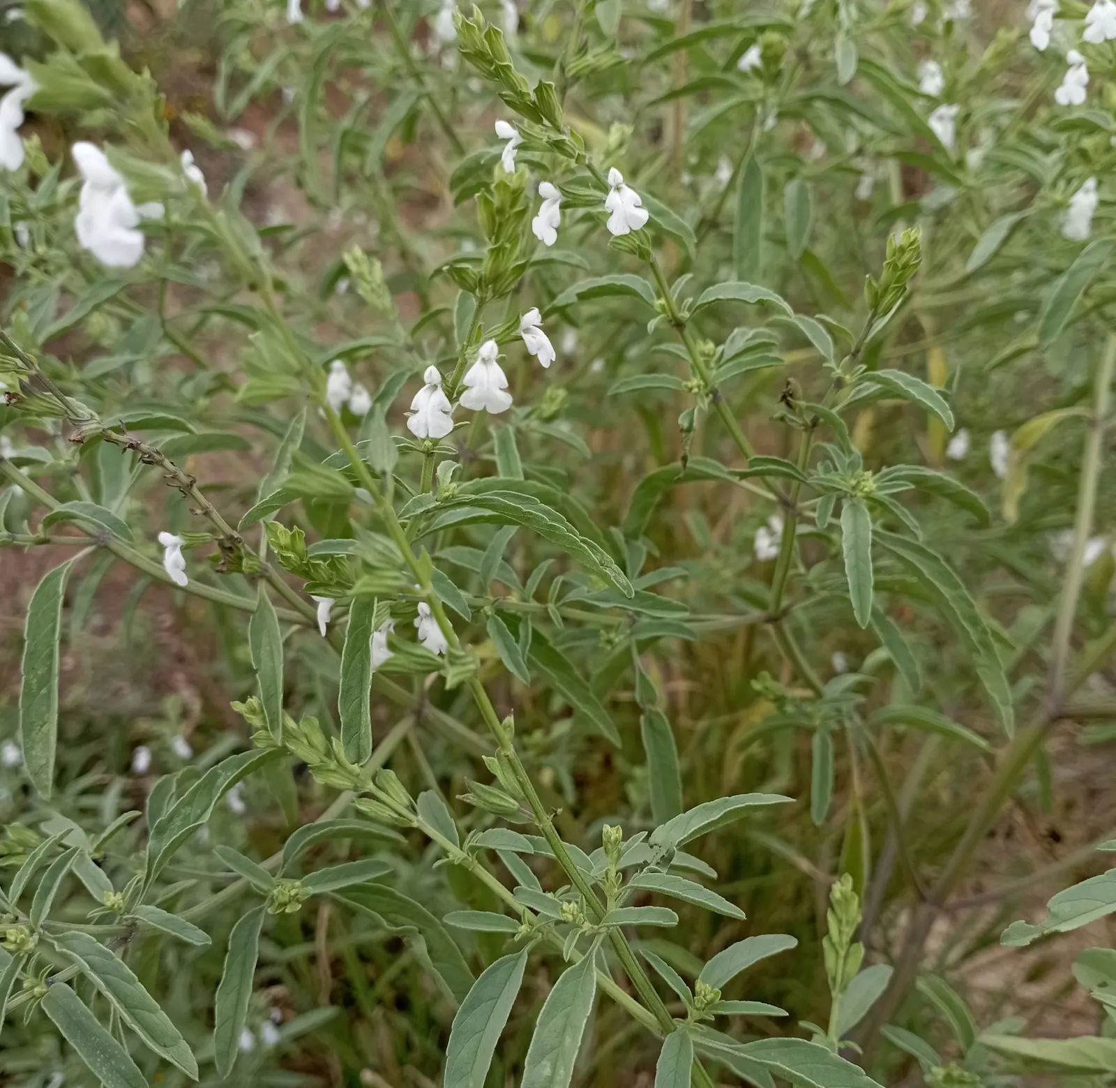 Mexican Sage (Salvia Leucantha) — providing a prolonged season of visual interest; thriving in USDA zones 8 to 10, image 99