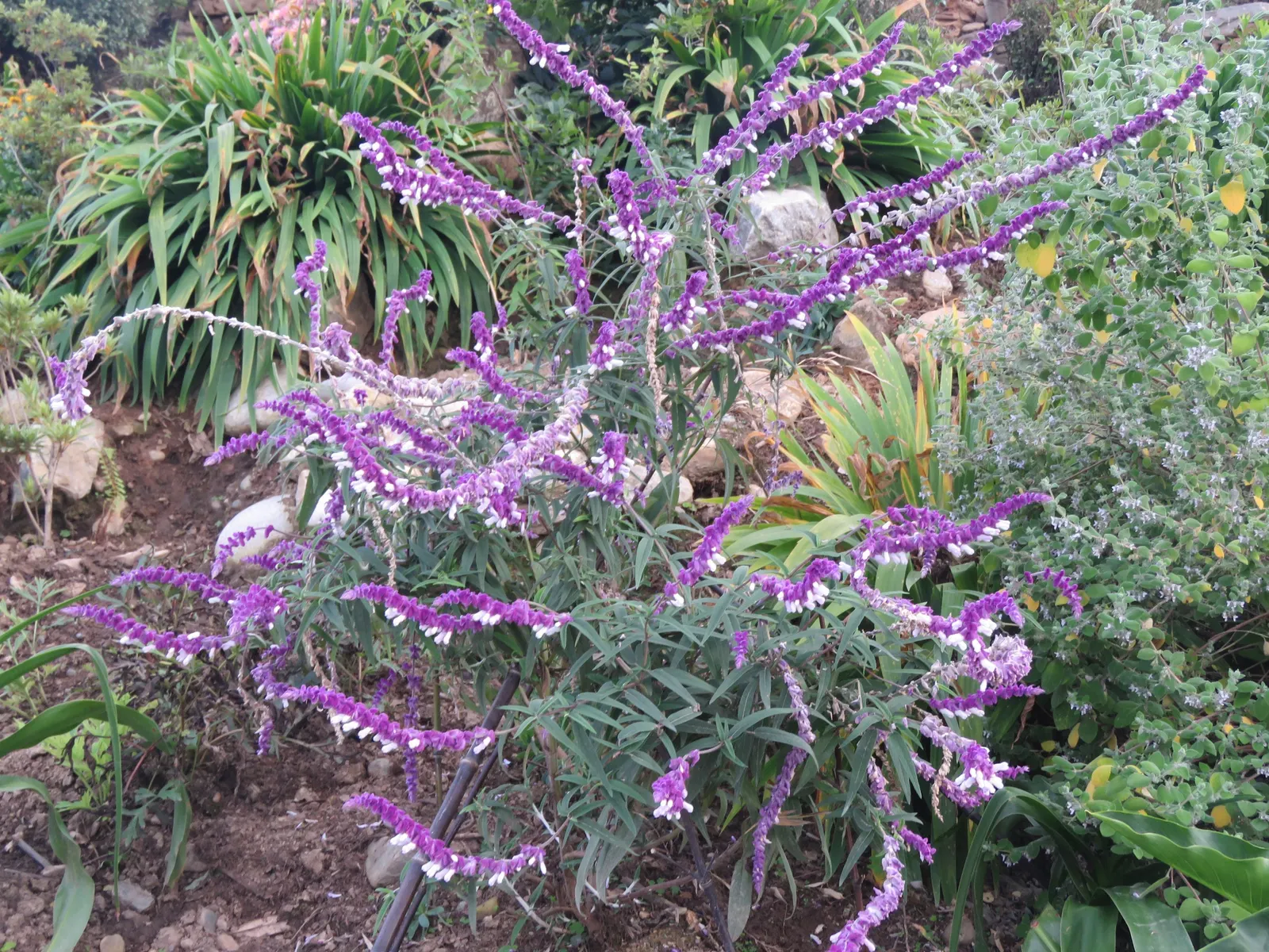 Mexican Sage (Salvia Leucantha) — With its origin in Mexico and Central America; and as attractants for pollinators such as bees, image 72