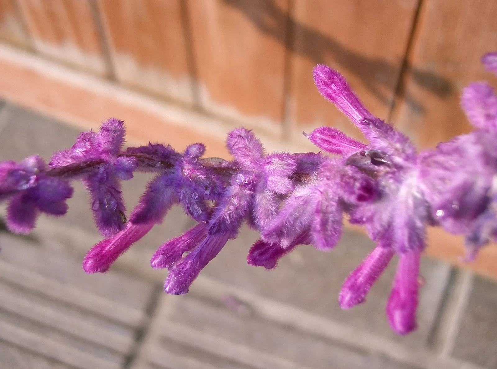 Mexican Sage (Salvia Leucantha) — Ideal for borders and hummingbird gardens, it requires well-draining soil and minimal care once established; this, image 92