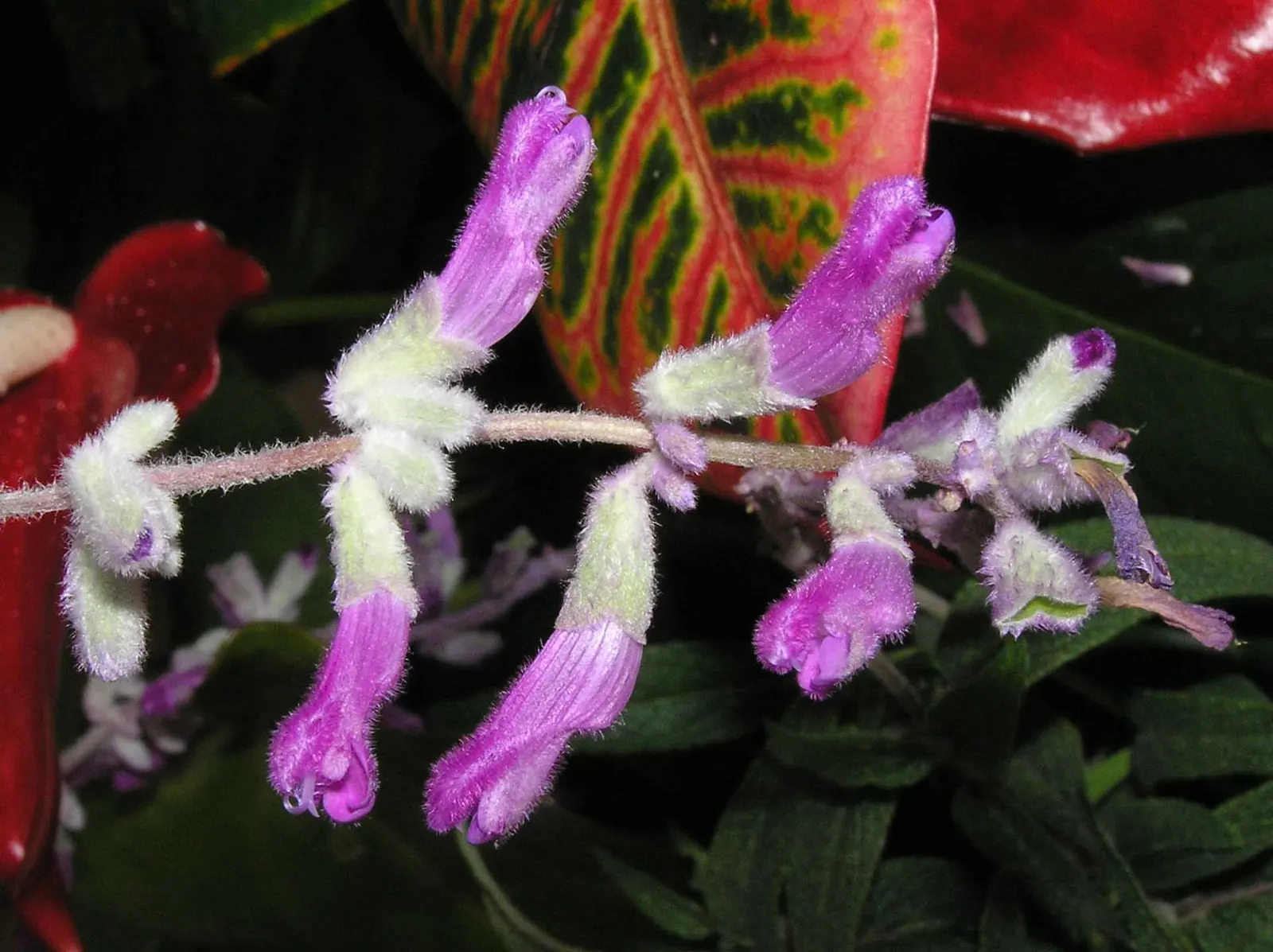 Mexican Sage (Salvia Leucantha) — Its long-blooming nature and showy flowers are ideal for borders; shrub with purple blooms