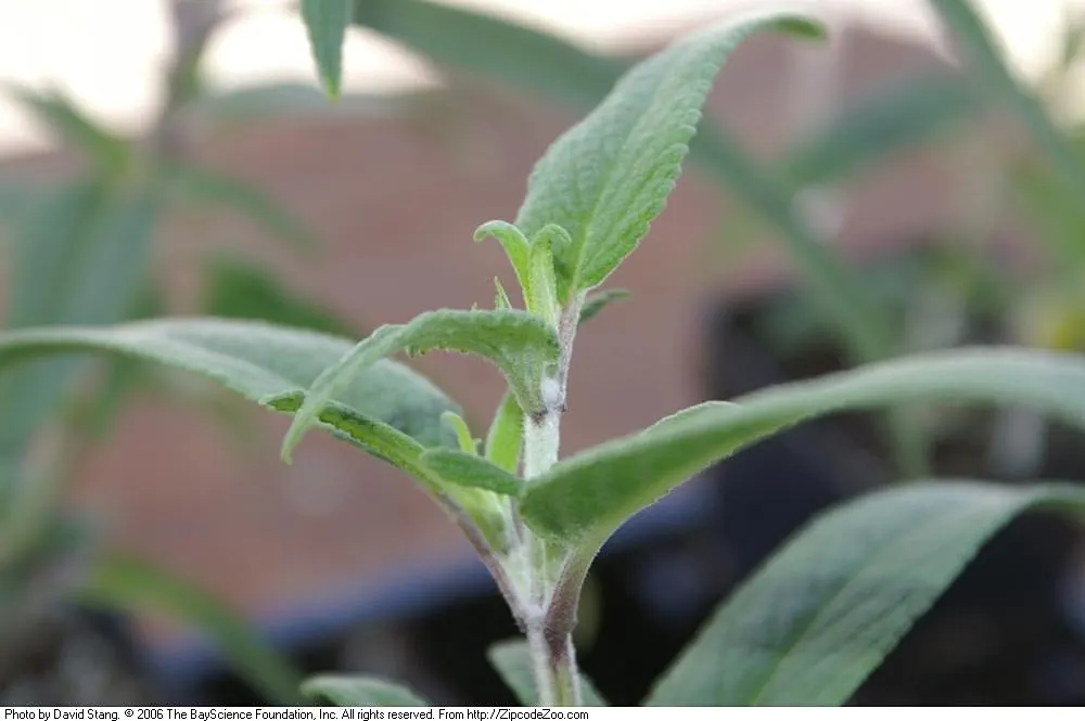 Mexican Sage (Salvia Leucantha) — this hardy plant has become a favorite in a variety of climates; it features velvety, purple inflorescences atop 18 to