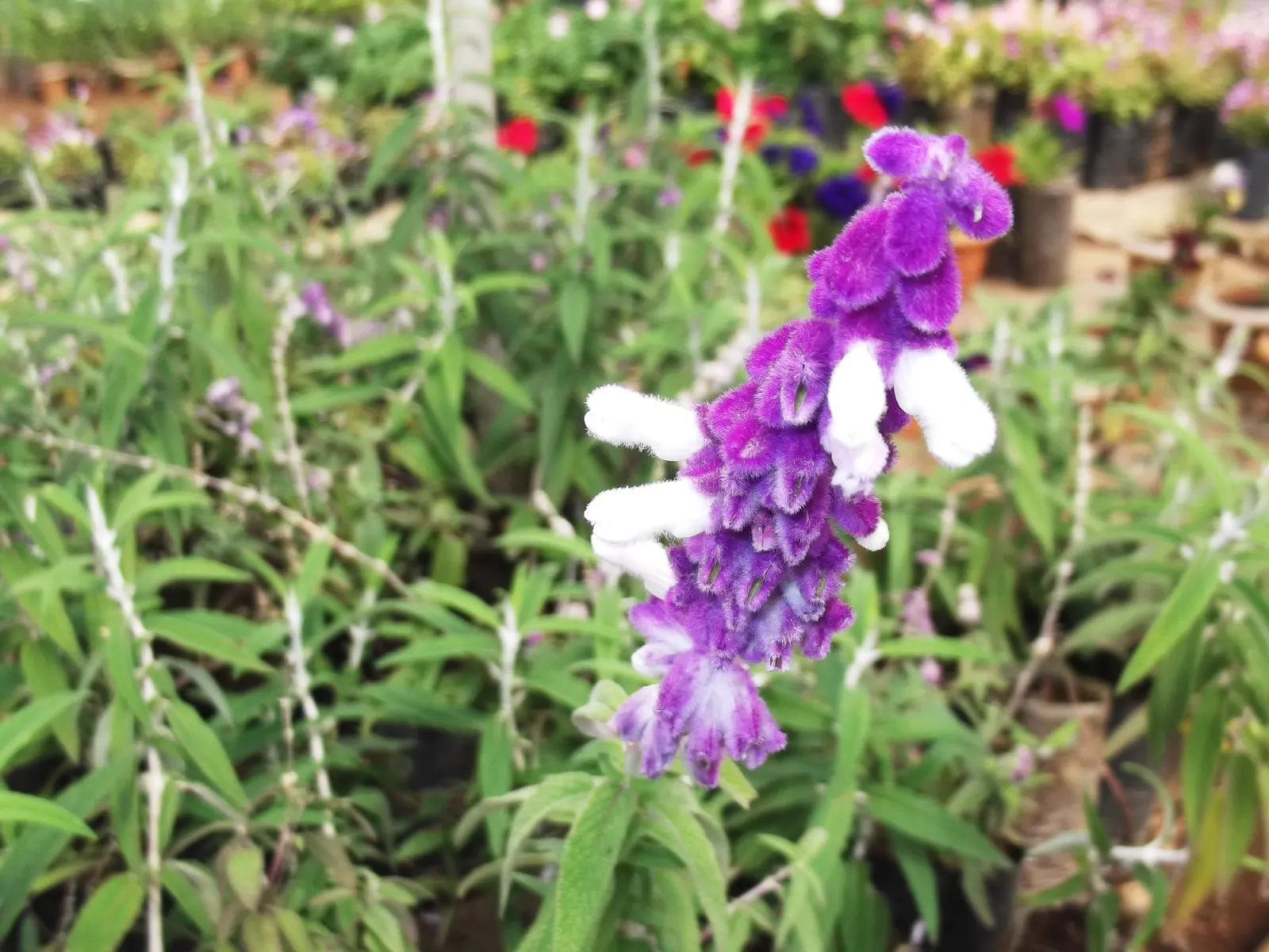 Mexican Sage (Salvia Leucantha) — featuring linear leaves that grow up to 4 inches long; shrub for full or half, image 79