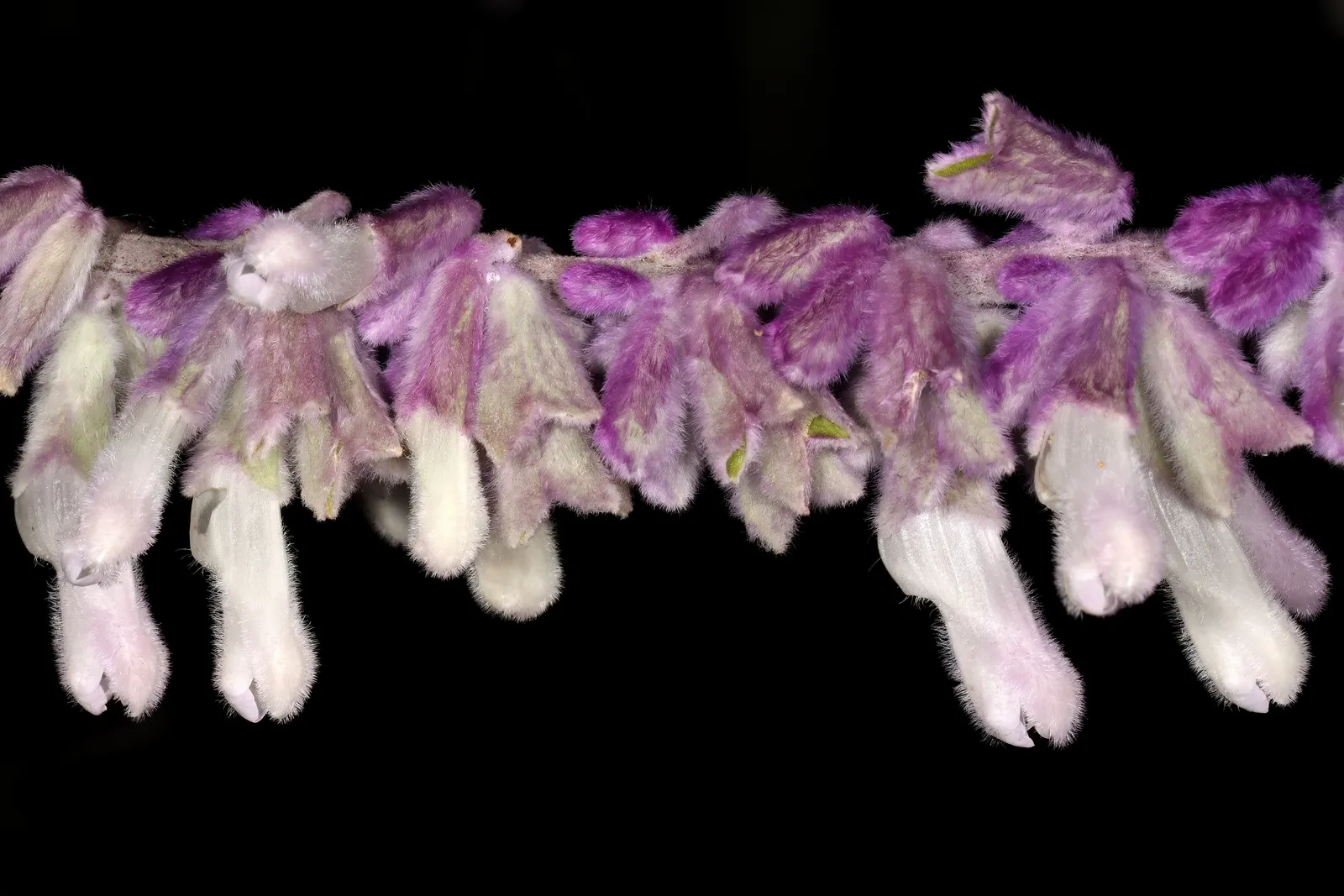 Mexican Sage (Salvia Leucantha) — It typically achieves an impressive size; its long-blooming nature and showy flowers are ideal for borders, image 53