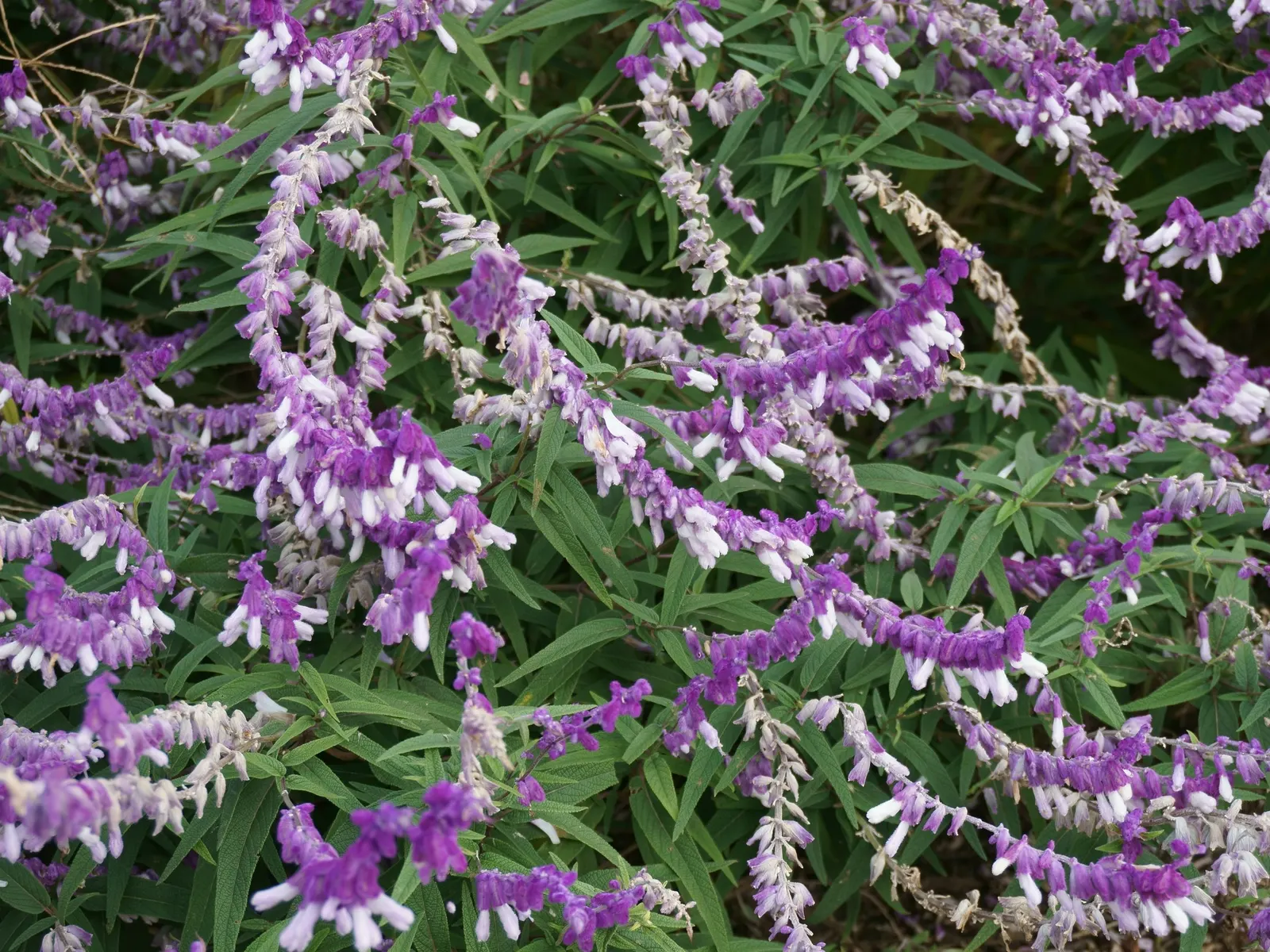 Mexican Sage (Salvia Leucantha) — It features velvety, purple inflorescences atop 18 to 36-inch stems, with a spread of 24 to 36 inches