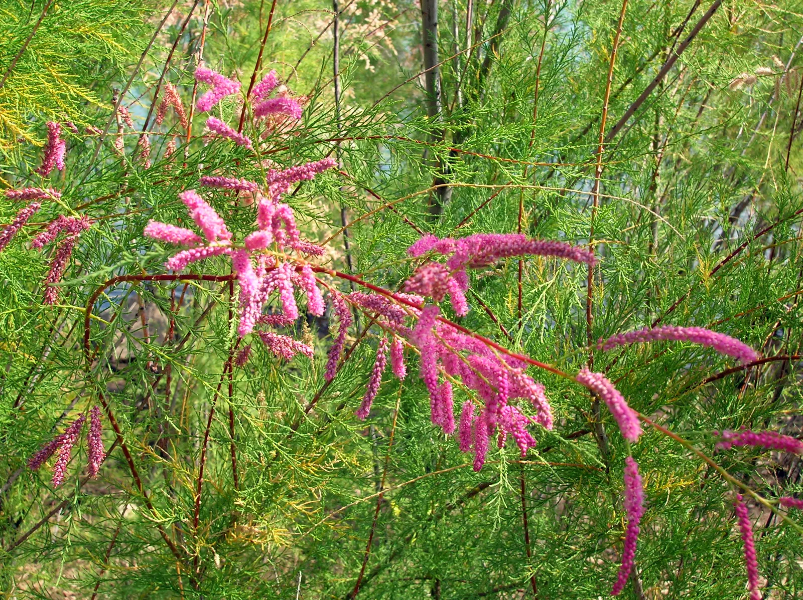 Mexican Sage (Salvia Leucantha) — Be sure to give this plant space to spread and show off its full beauty; purple flowers in the garden, image 107