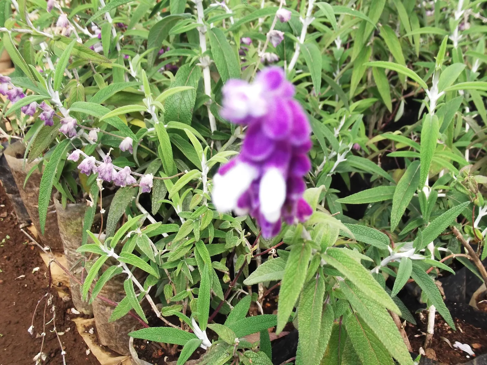 Mexican Sage (Salvia Leucantha) — These flower spikes can reach up to 10 to 12 inches in length; it is a drought-tolerant species once established, image 78