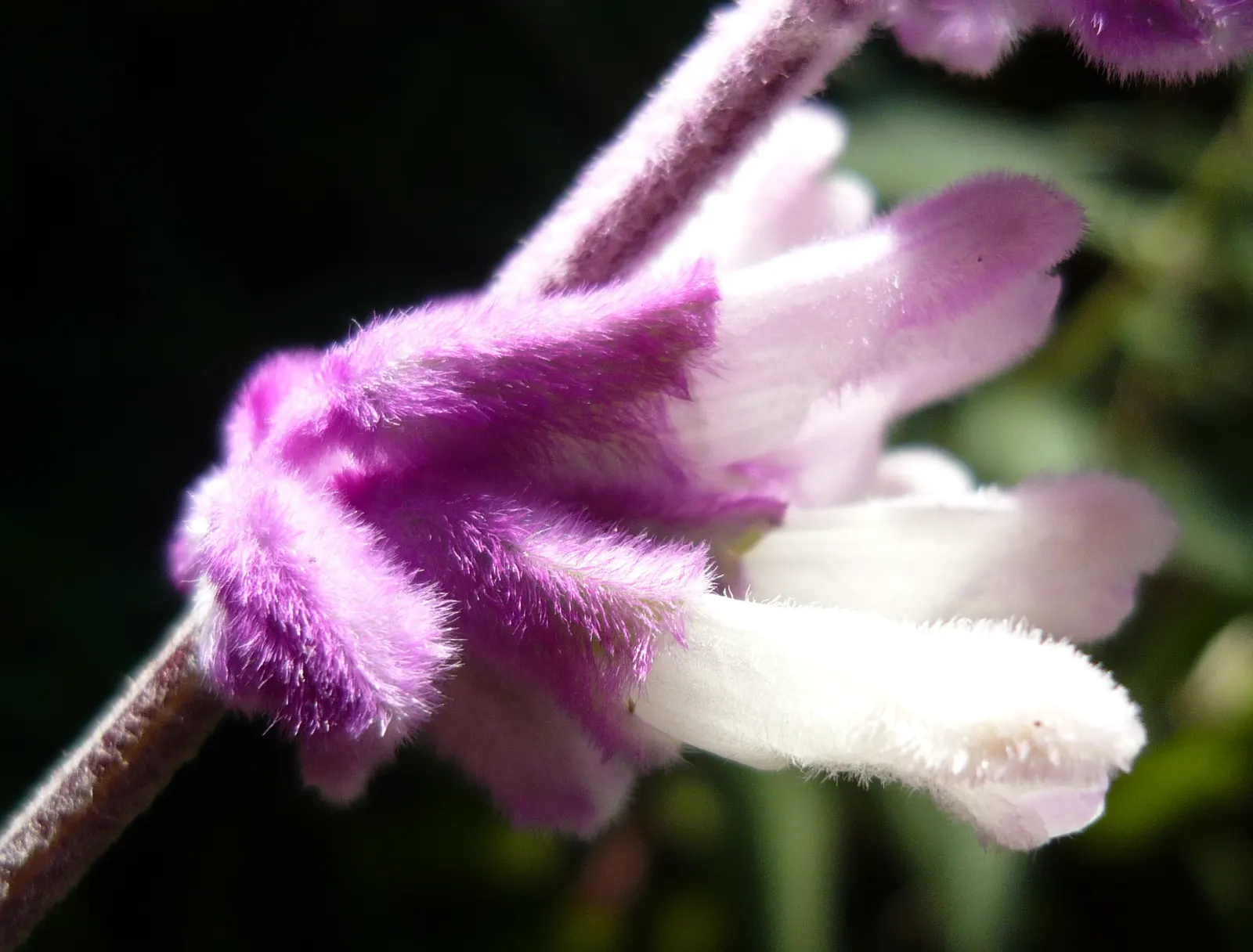 Mexican Sage (Salvia Leucantha) — Be sure to give this plant space to spread and show off its full beauty; purple flowers in the garden