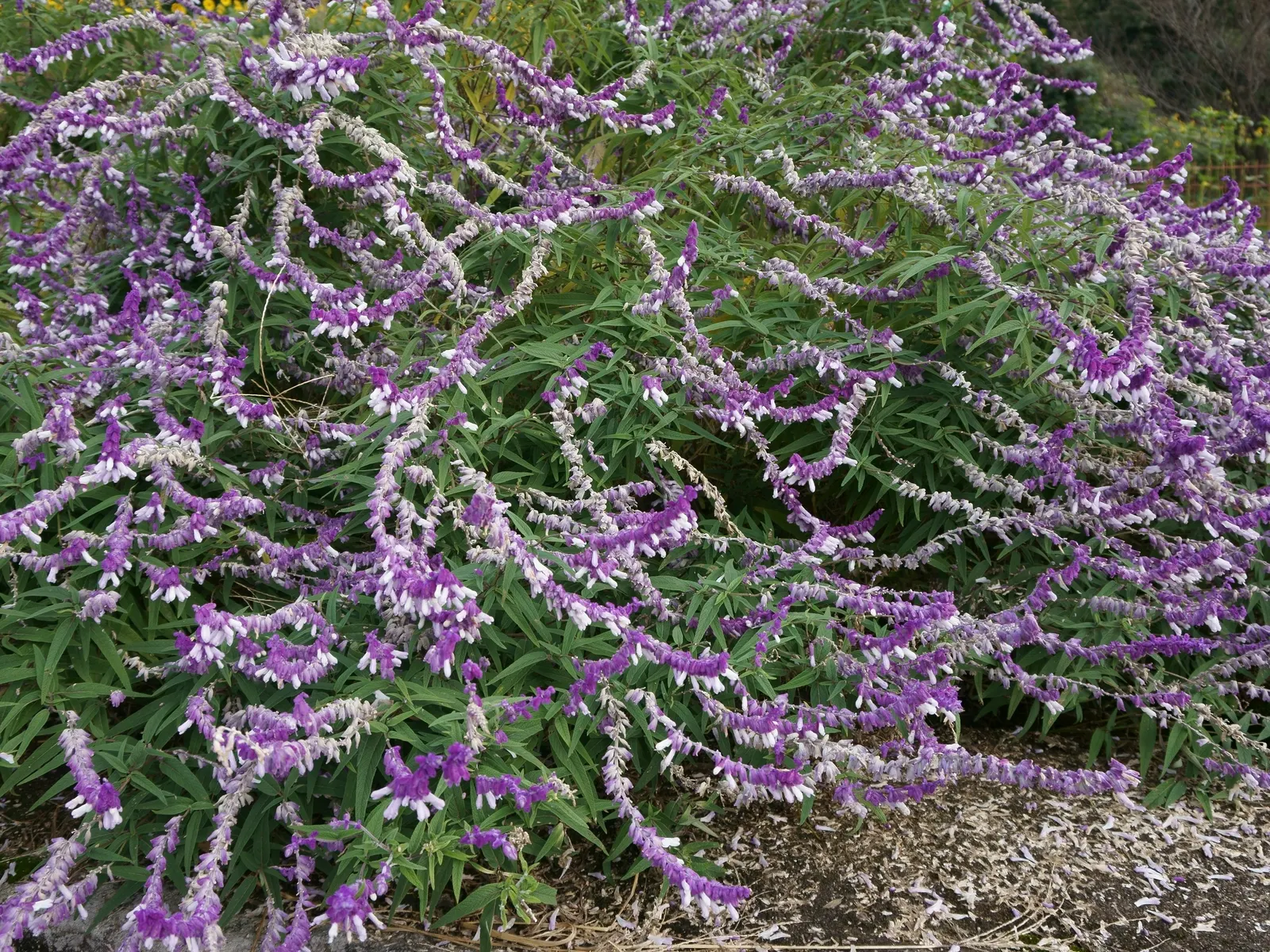 Mexican Sage (Salvia Leucantha) — The Mexican Sage (Salivia leucantha) is a vibrant perennial, flourishing in full sun to partial shade